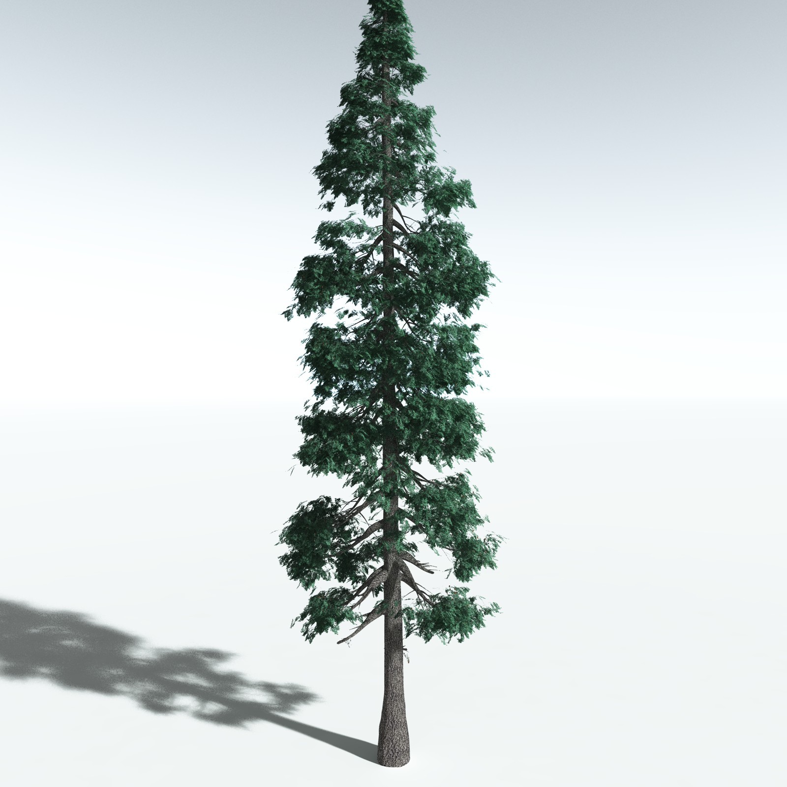 EVERYPlant White Fir for Vue by N/A