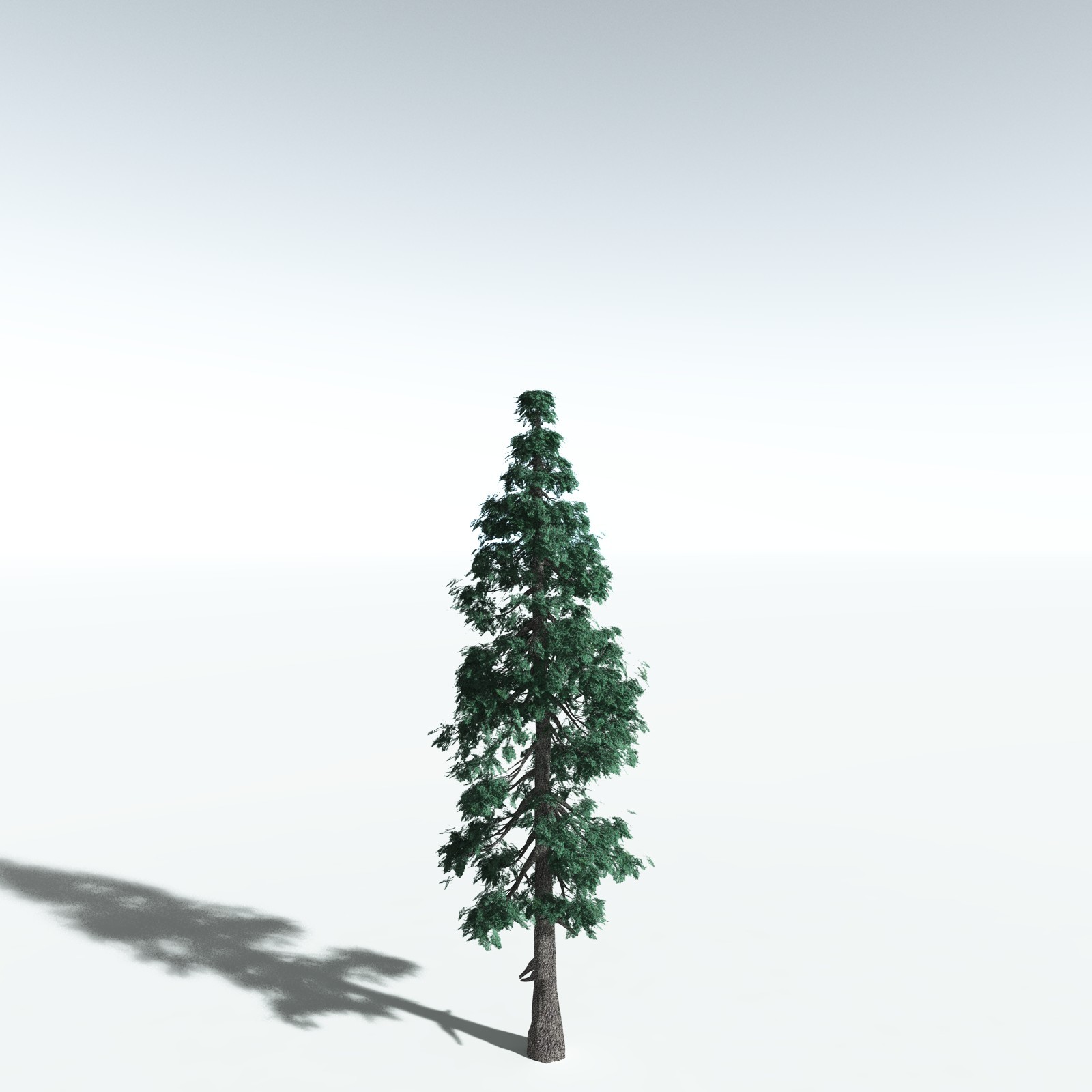 EVERYPlant White Fir for Vue by N/A