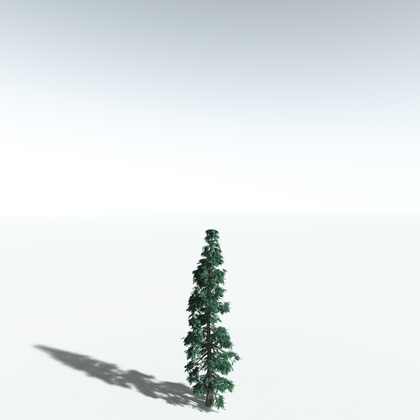 EVERYPlant White Fir for Vue by N/A