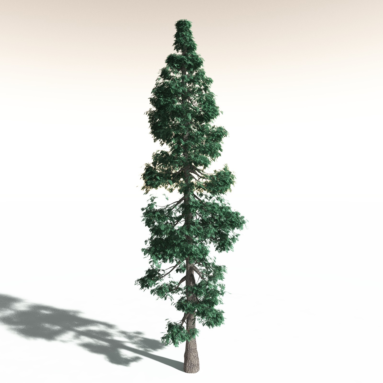 EVERYPlant White Fir for Daz by N/A