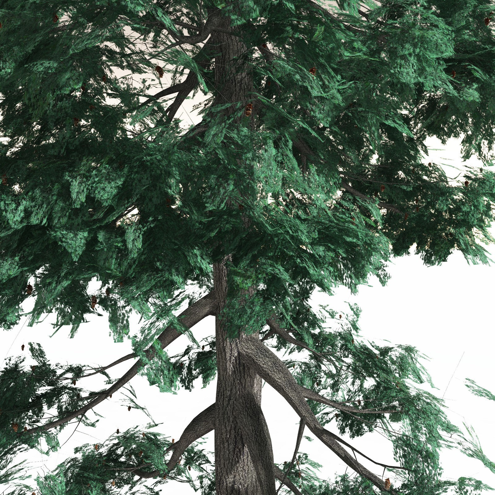 EVERYPlant White Fir for Daz by N/A
