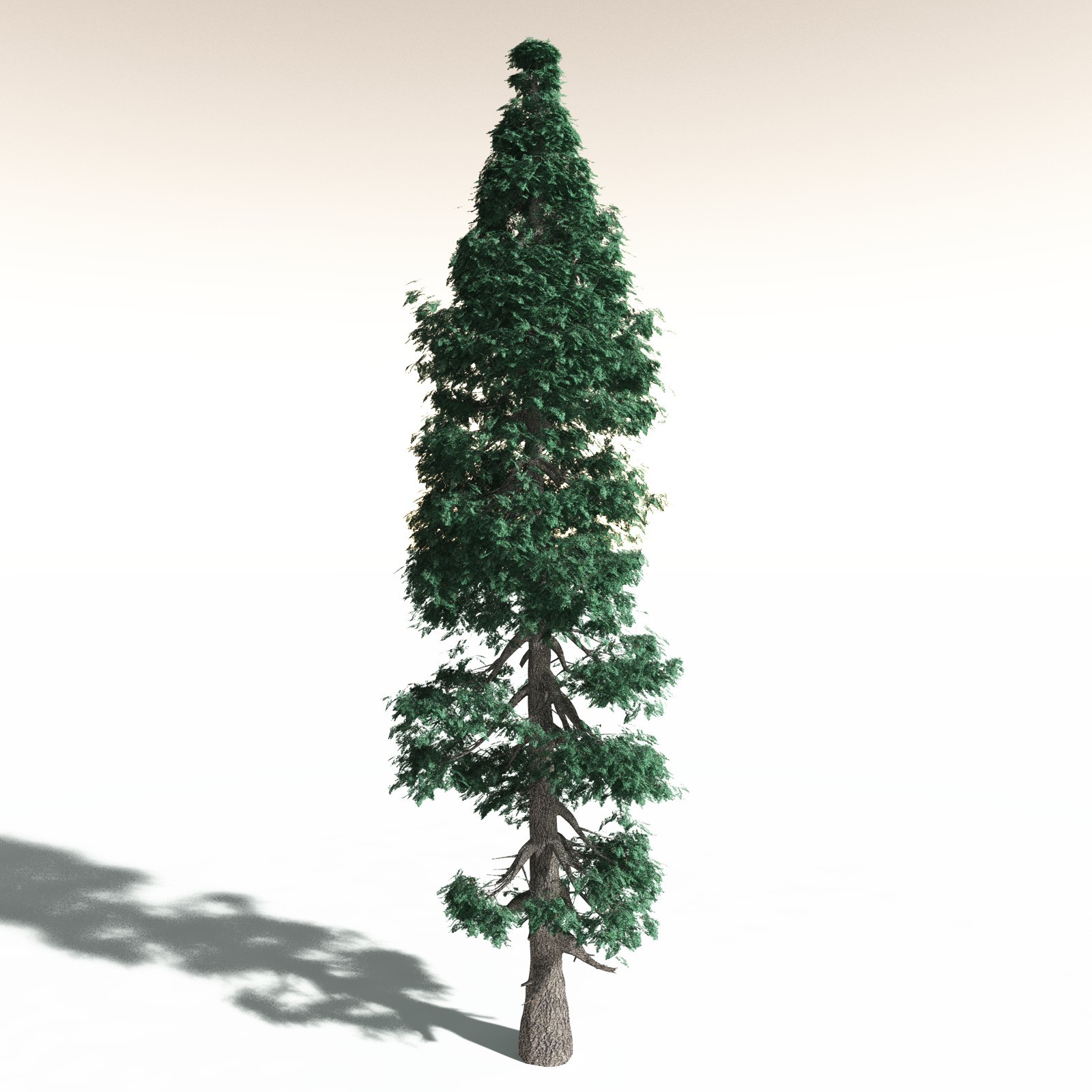 EVERYPlant White Fir for Daz by N/A