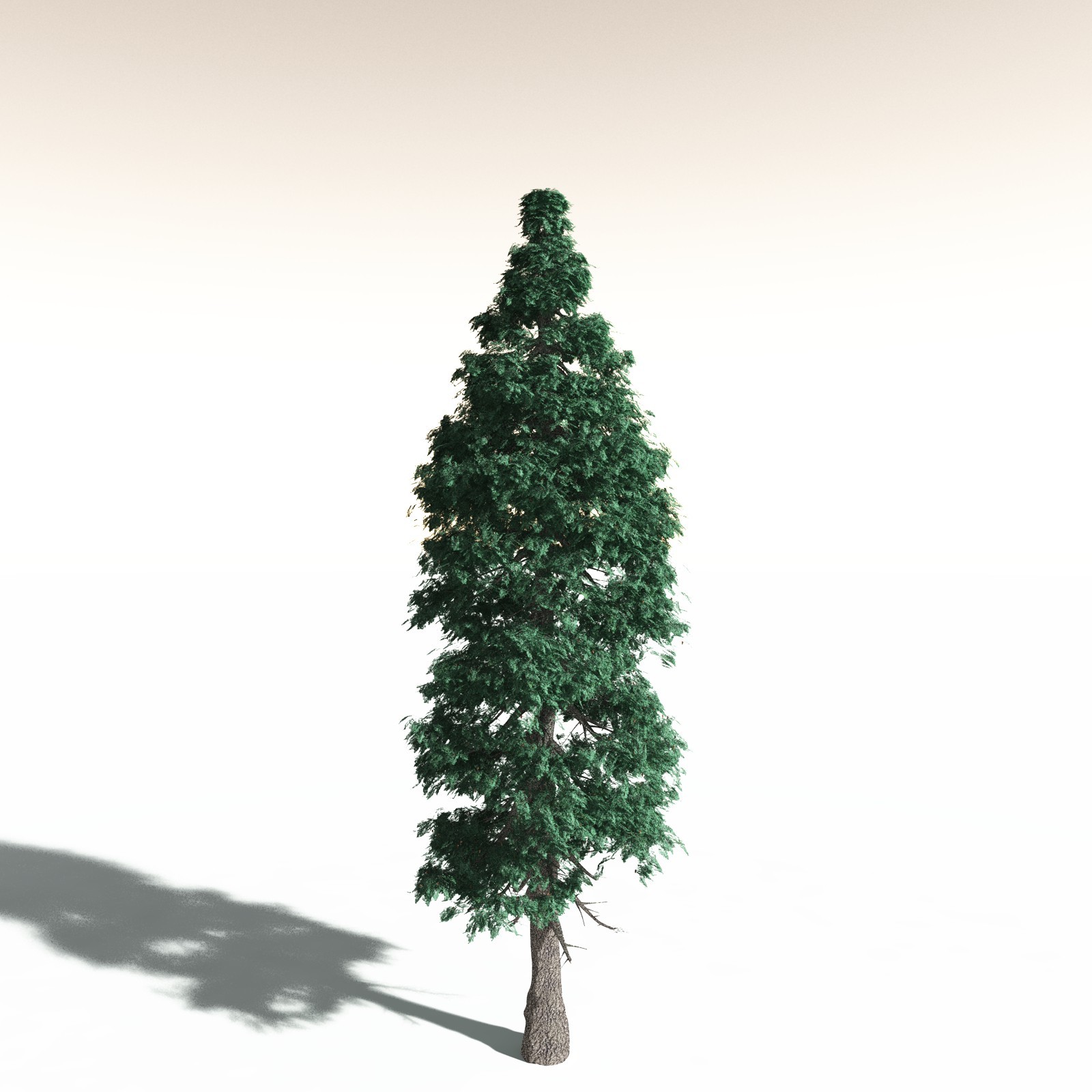 EVERYPlant White Fir for Daz by N/A