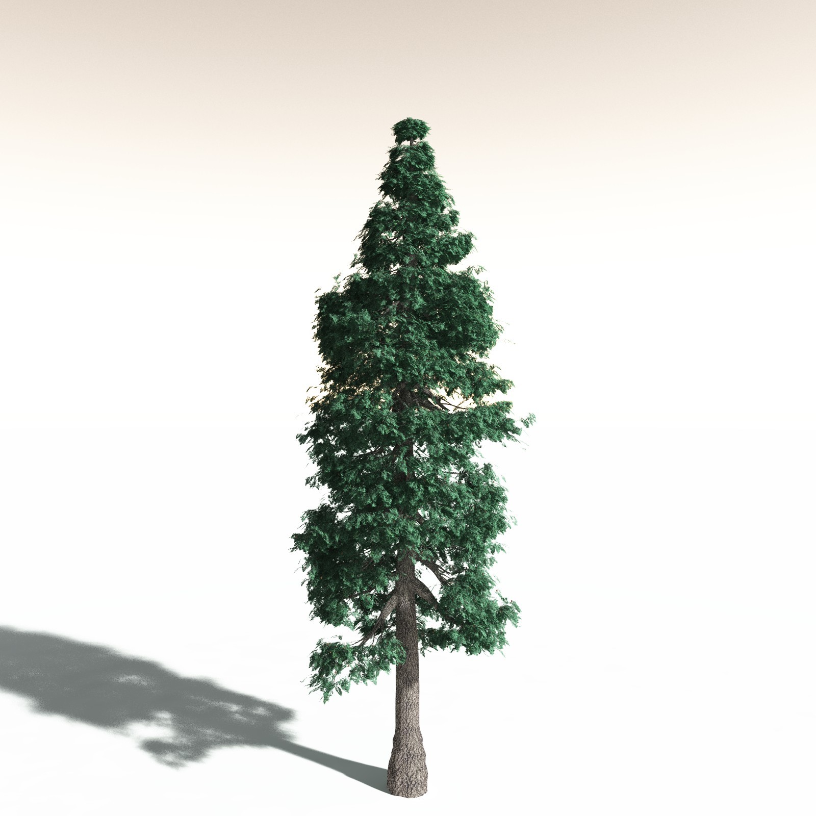 EVERYPlant White Fir for Daz by N/A