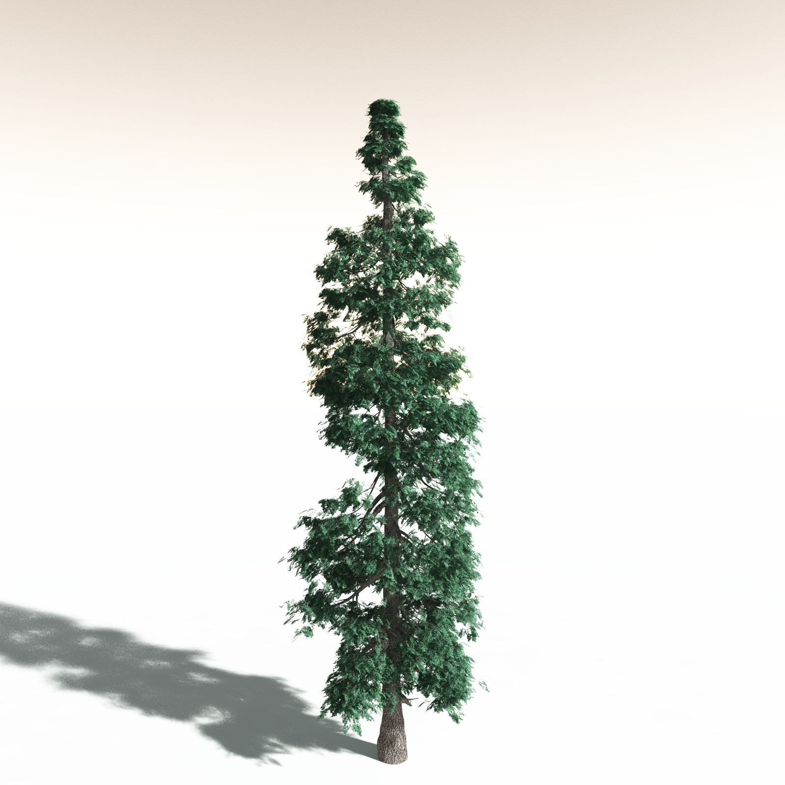EVERYPlant White Fir for Daz by N/A
