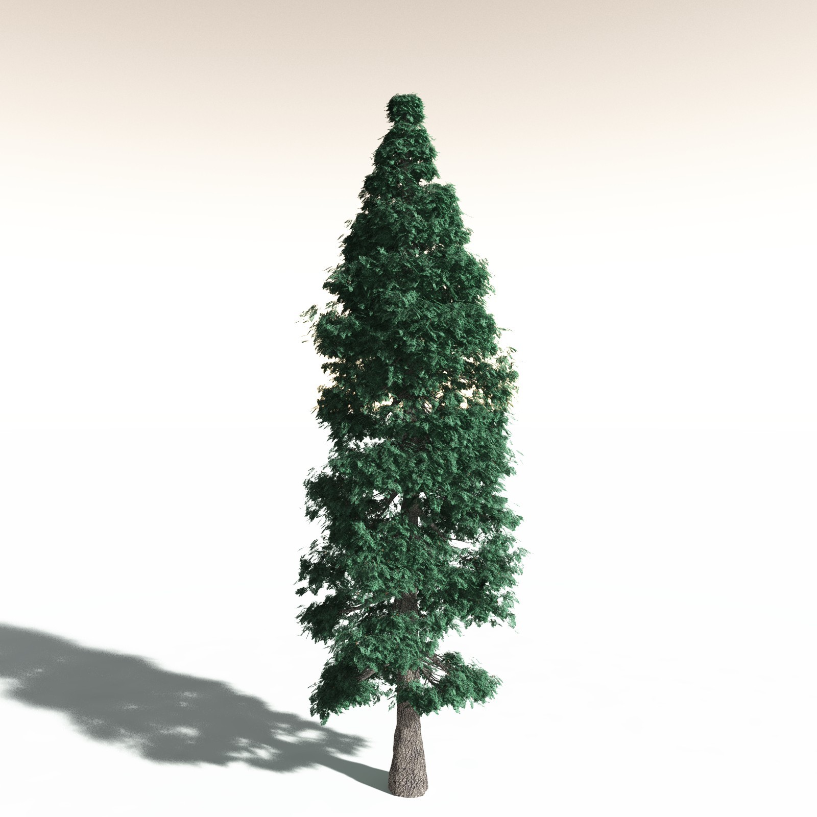 EVERYPlant White Fir for Daz by N/A