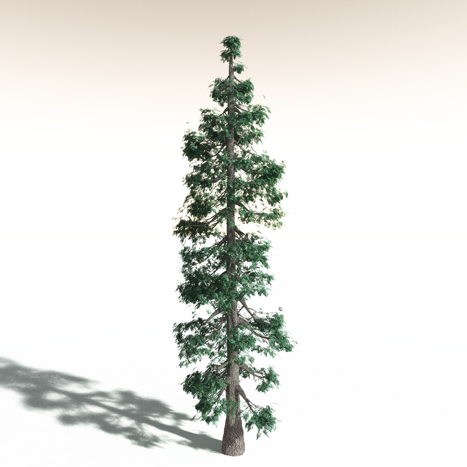EVERYPlant White Fir for Daz by N/A