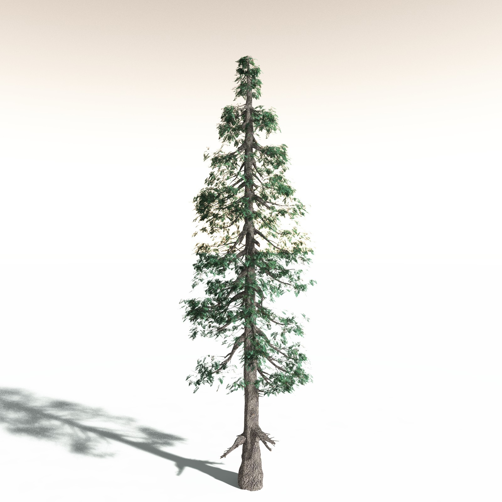 EVERYPlant White Fir for Daz by N/A