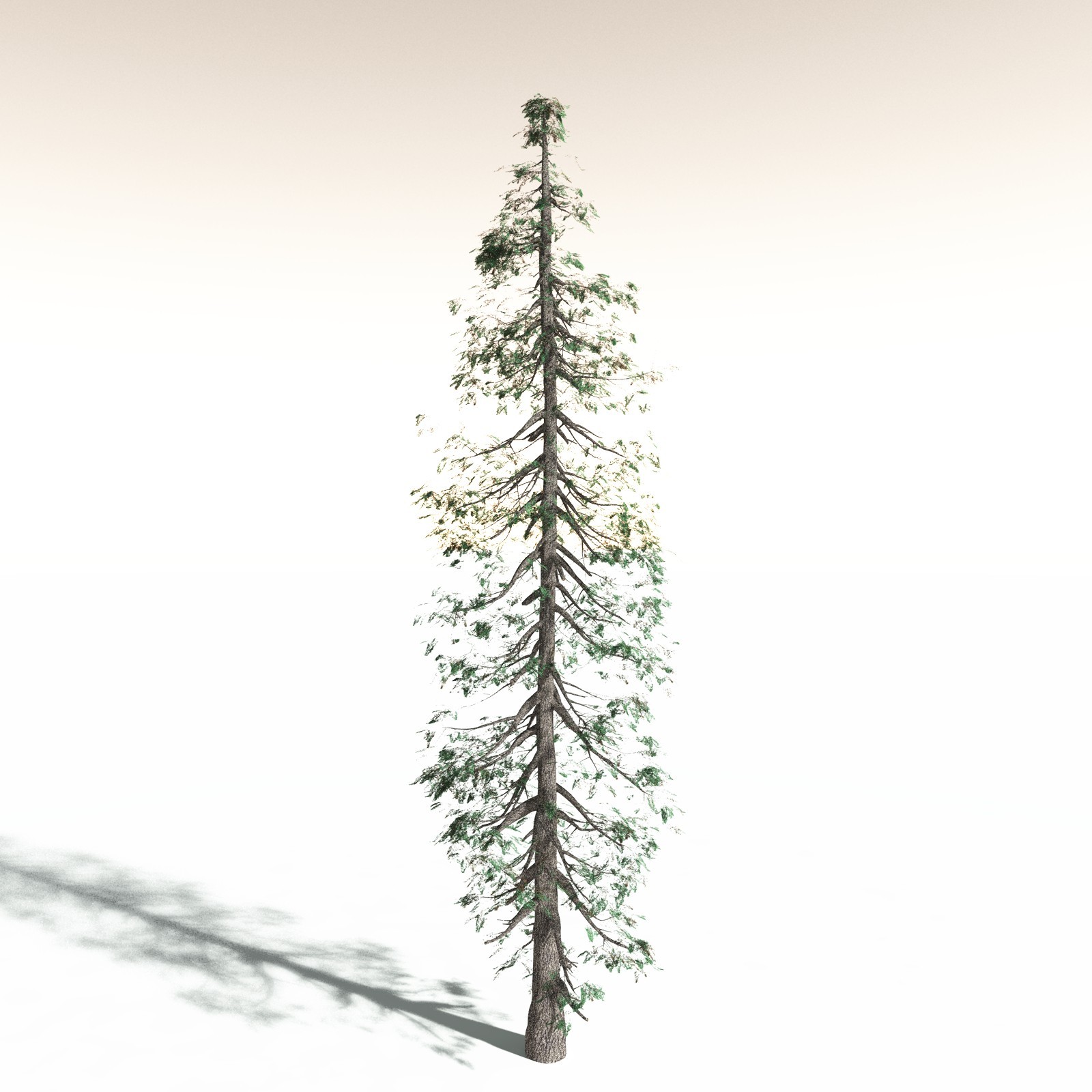 EVERYPlant White Fir for Daz by N/A