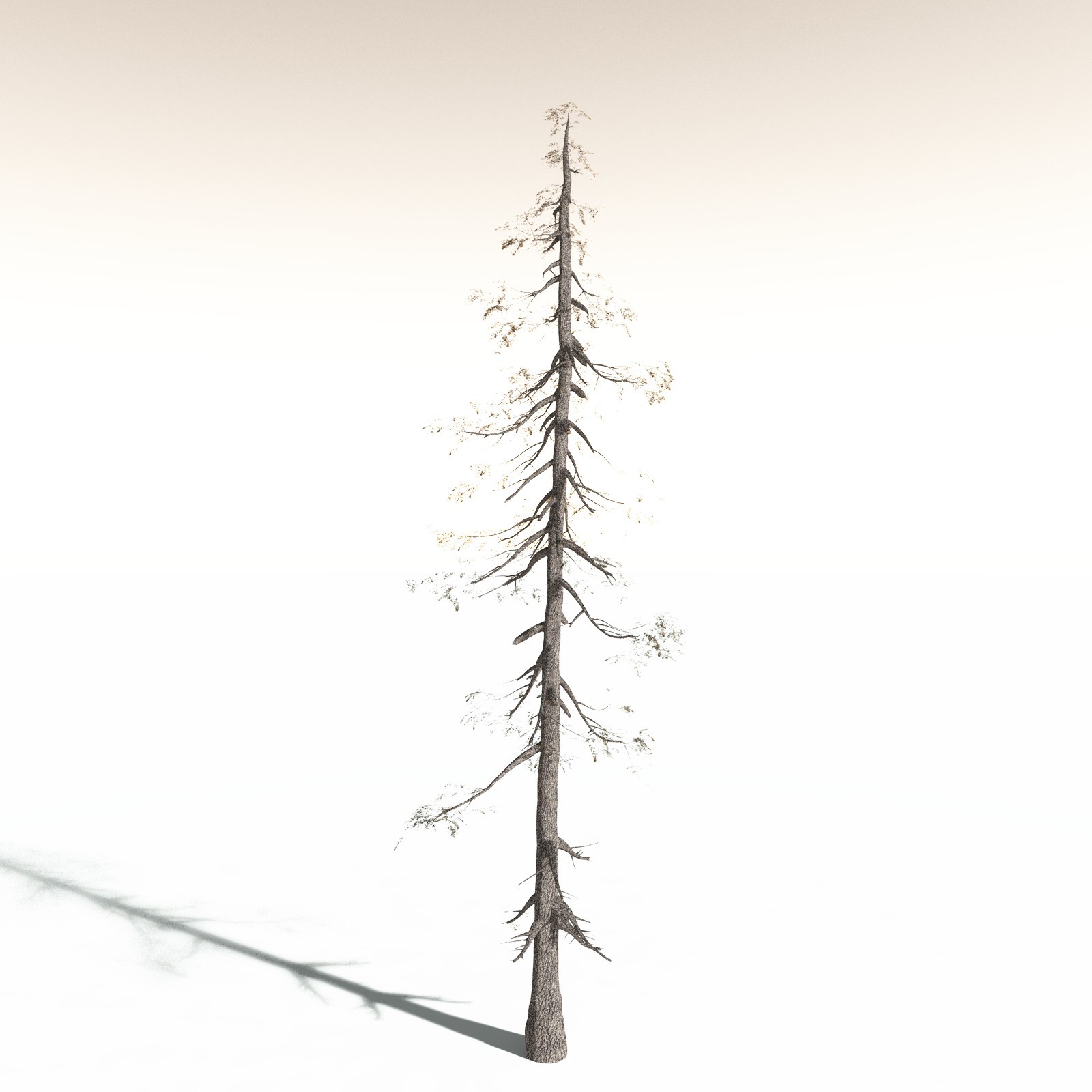 EVERYPlant White Fir for Daz by N/A
