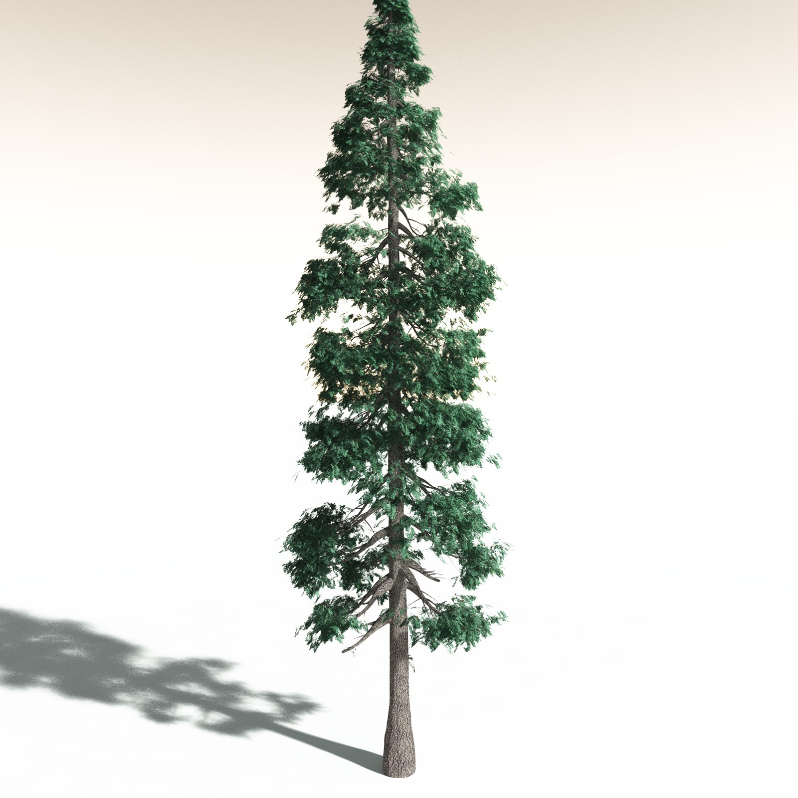 EVERYPlant White Fir for Daz by N/A