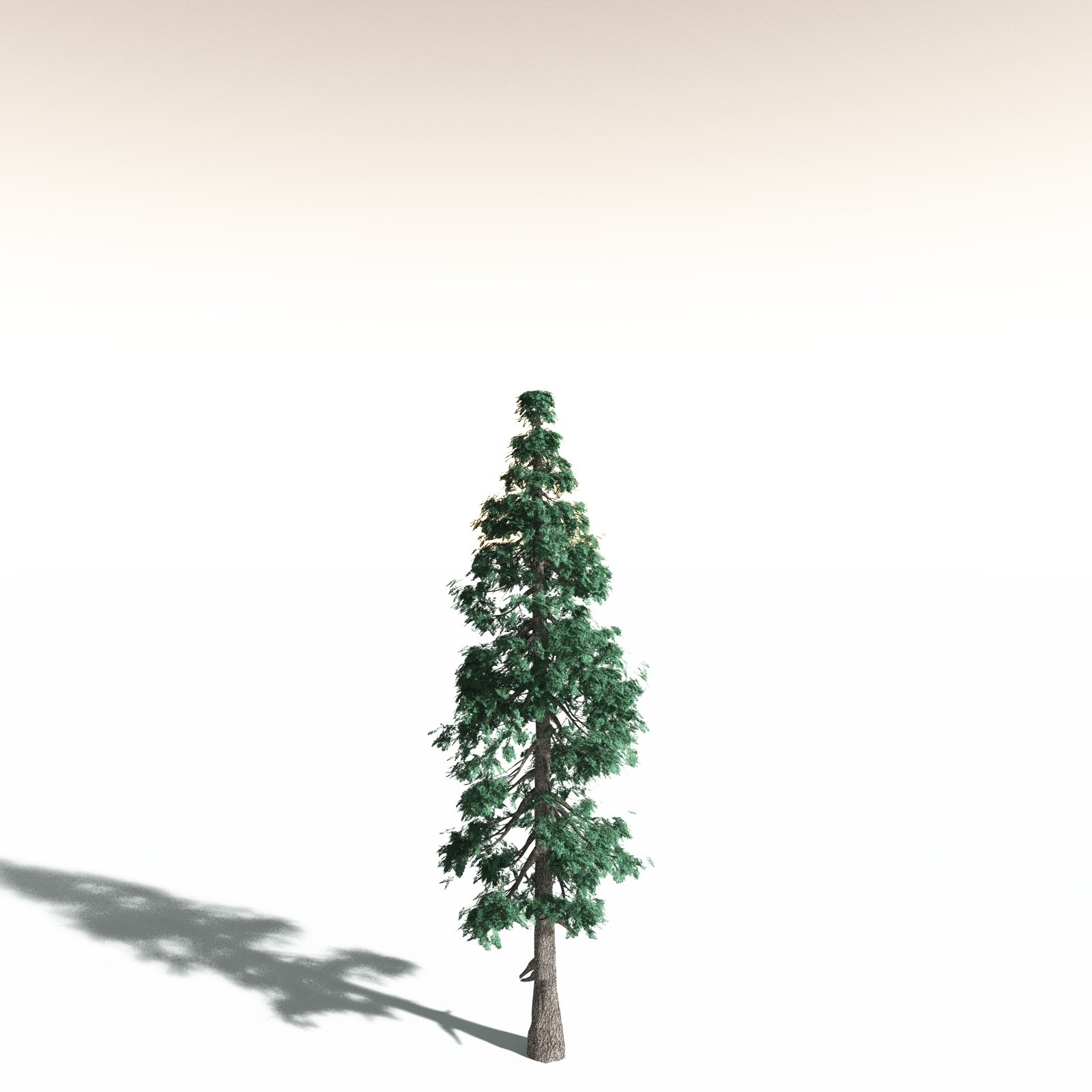EVERYPlant White Fir for Daz by N/A