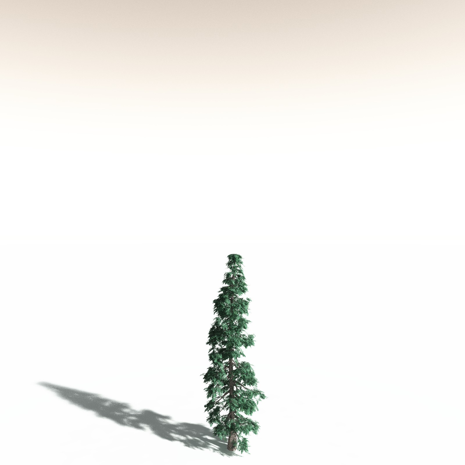 EVERYPlant White Fir for Daz by N/A