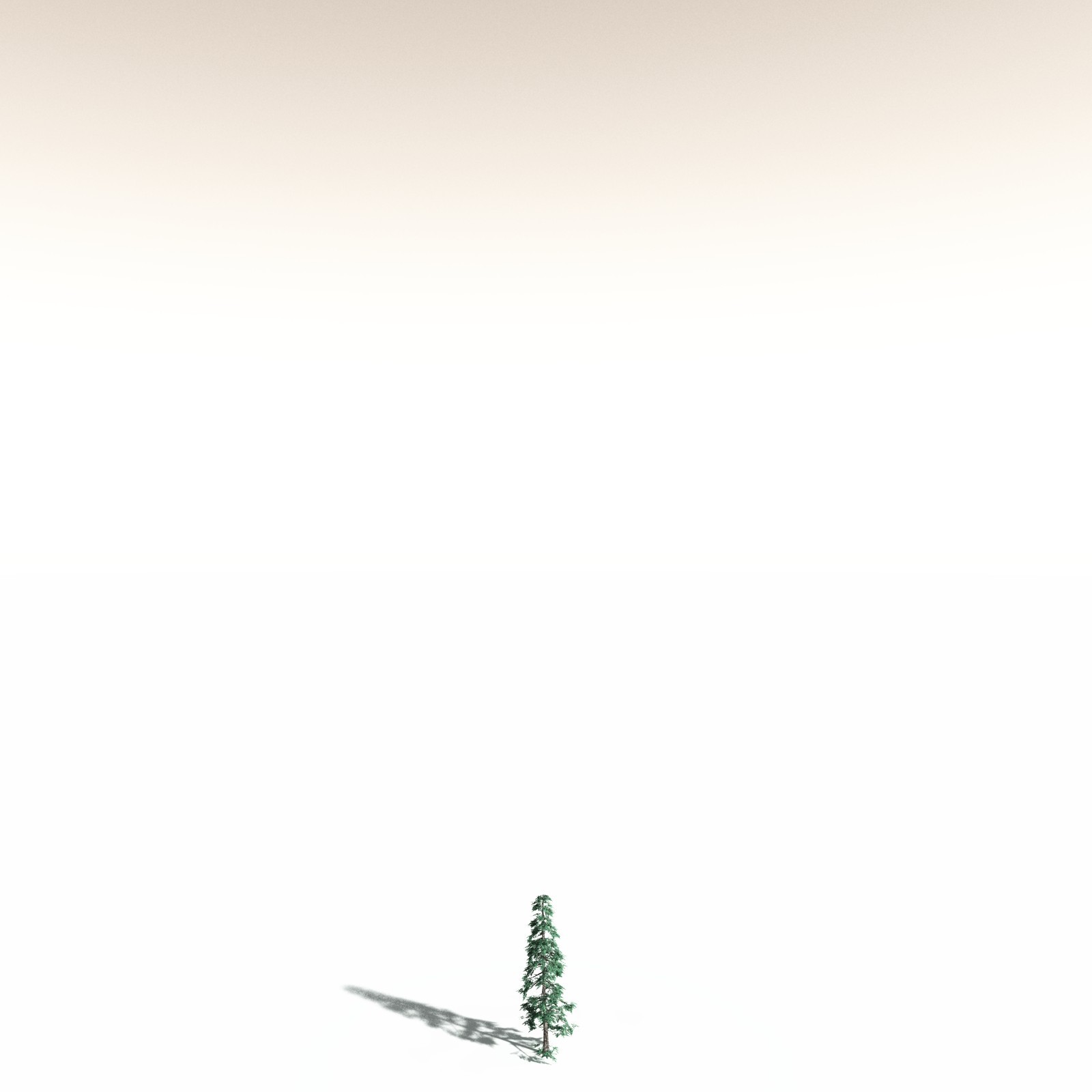 EVERYPlant White Fir for Daz by N/A