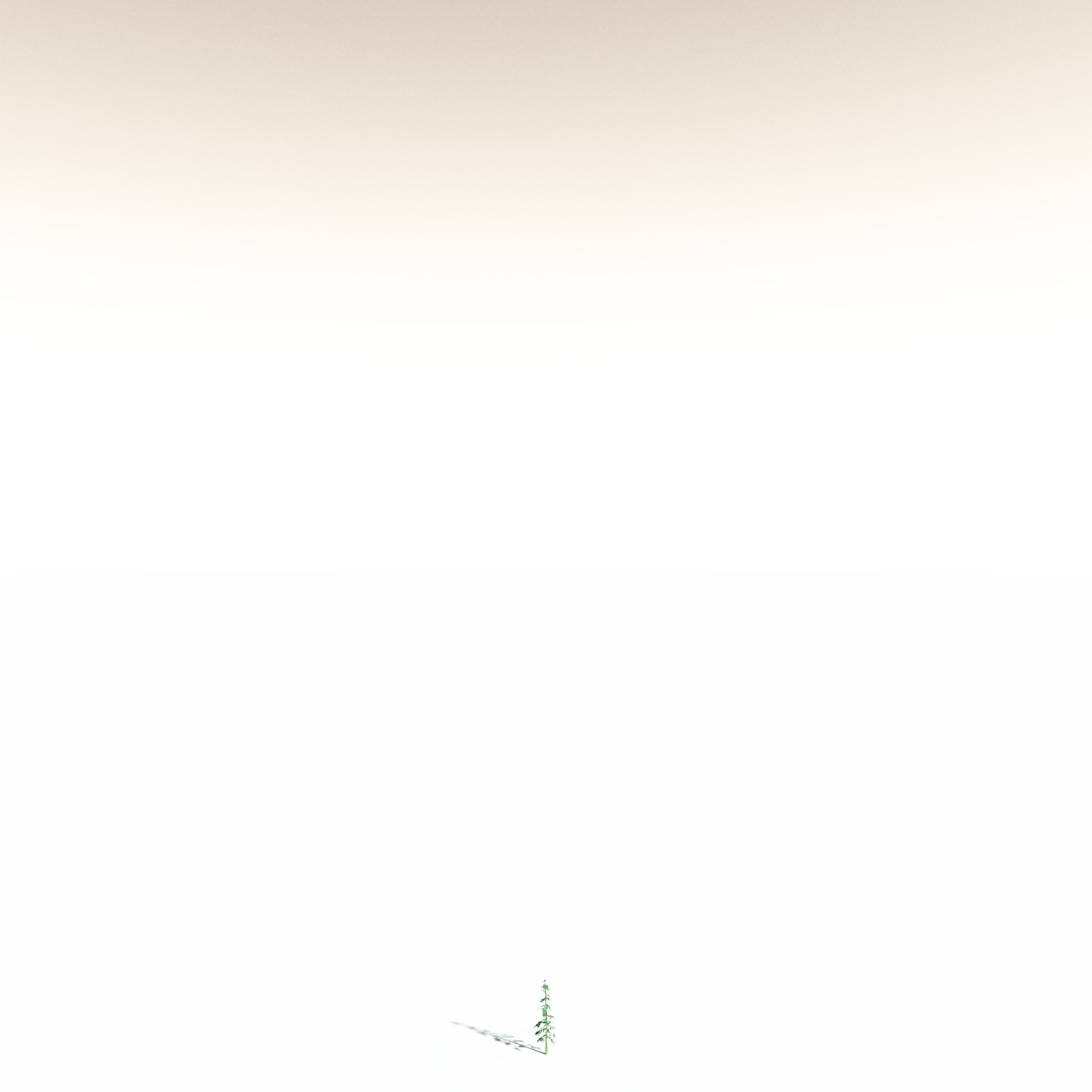 EVERYPlant White Fir for Daz by N/A