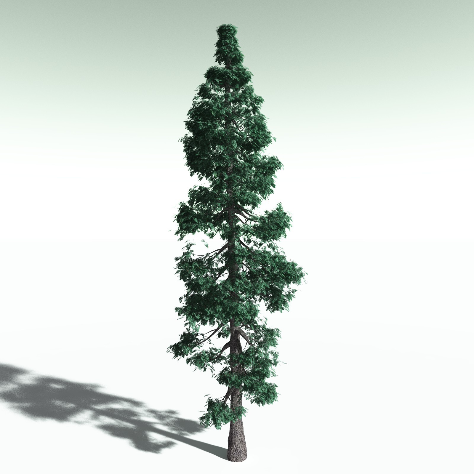 EVERYPlant White Fir for Poser by N/A