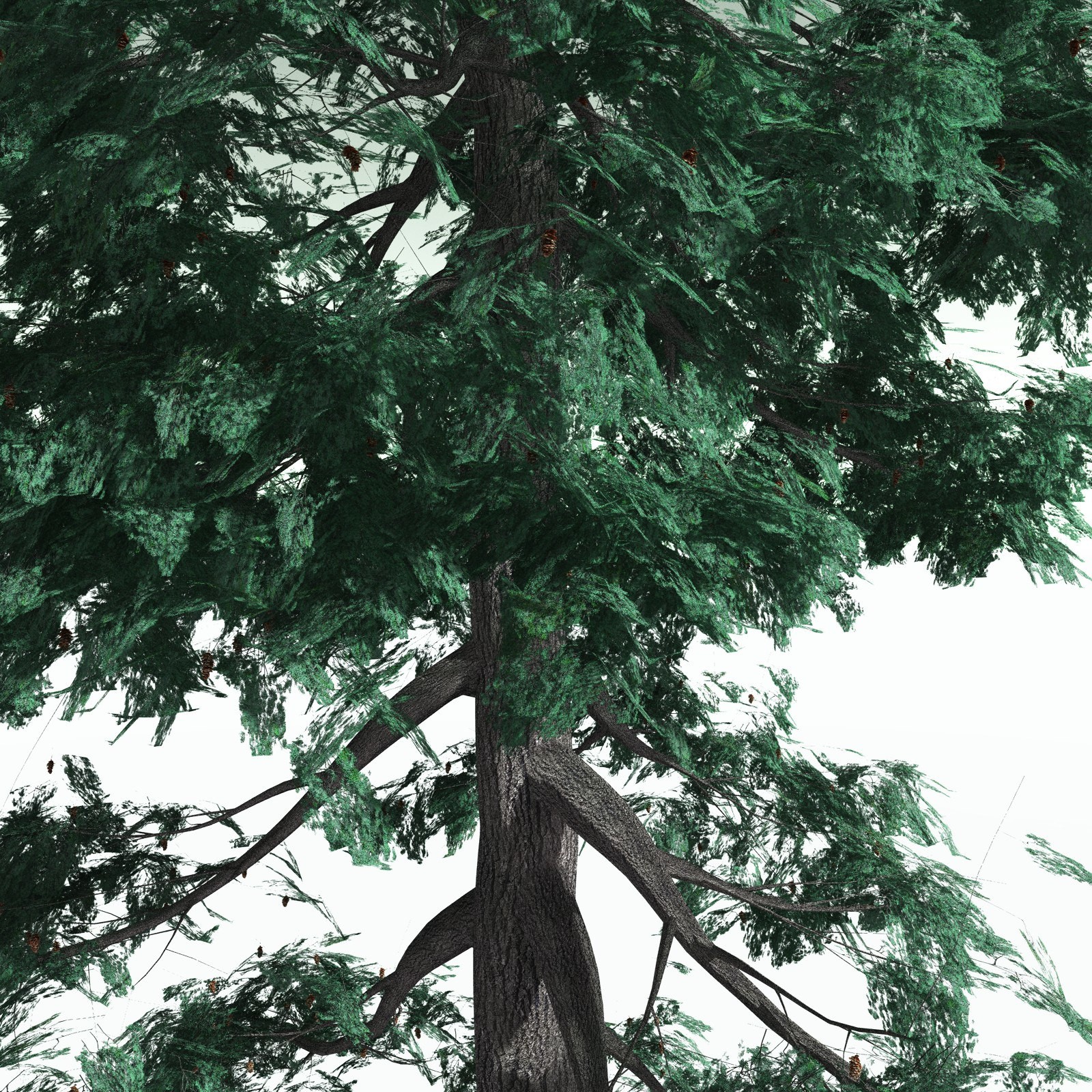 EVERYPlant White Fir for Poser by N/A