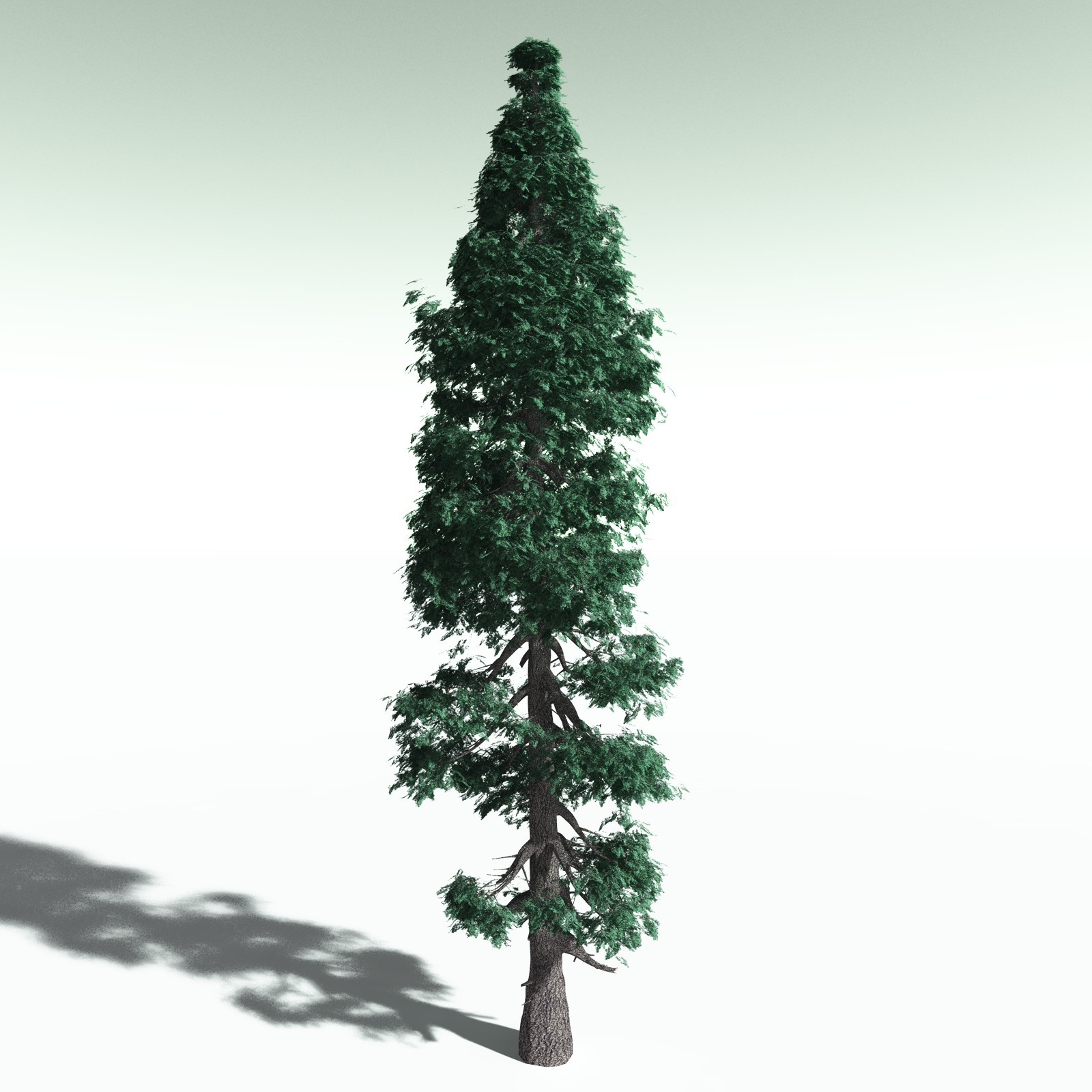 EVERYPlant White Fir for Poser by N/A