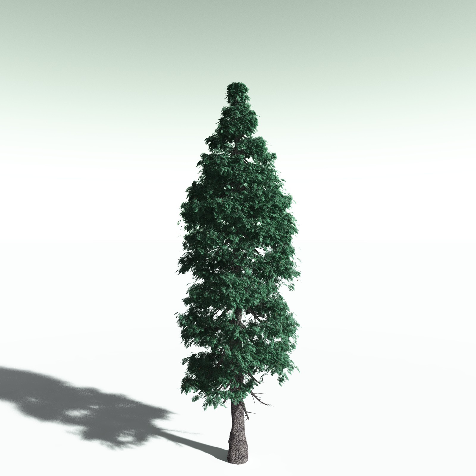 EVERYPlant White Fir for Poser by N/A