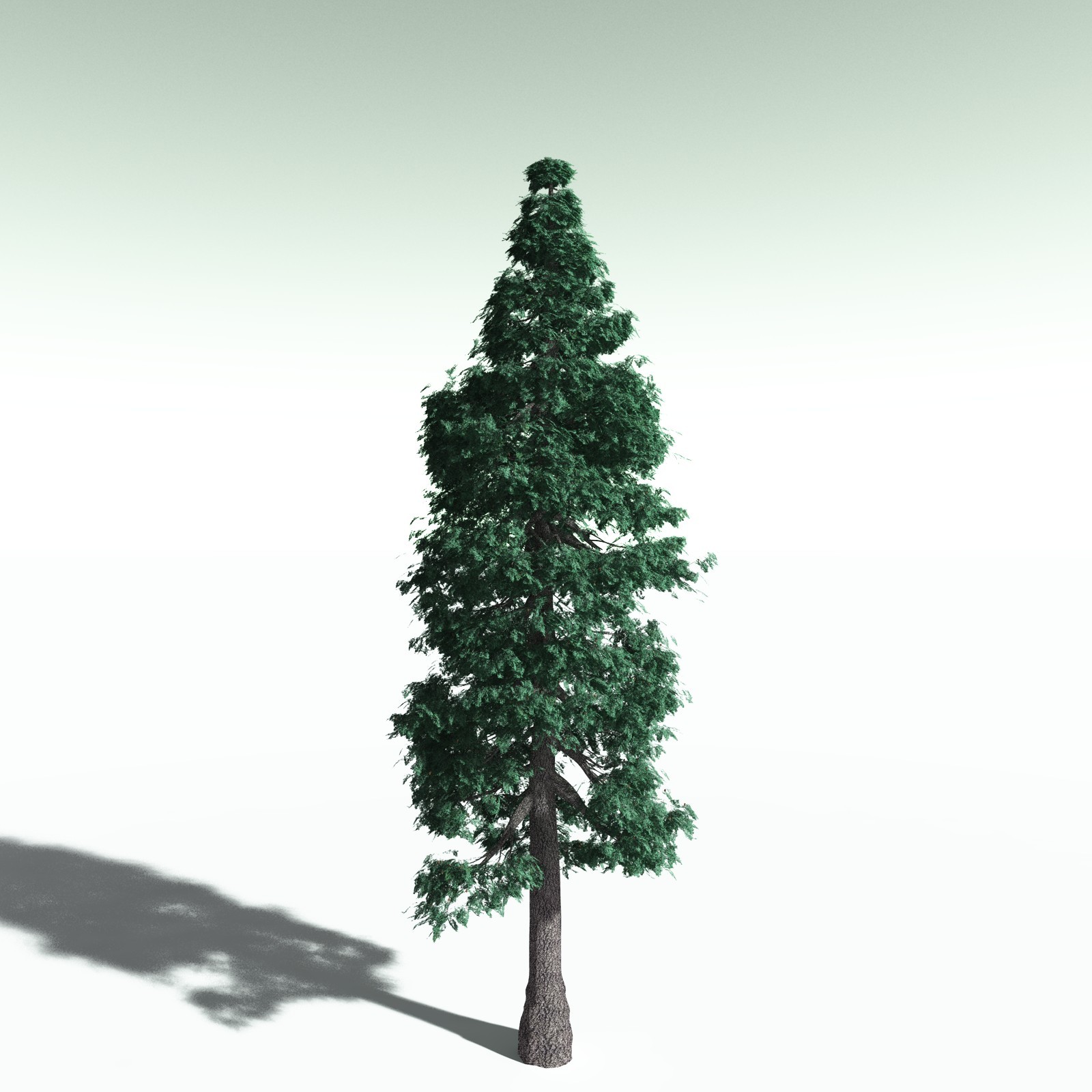 EVERYPlant White Fir for Poser by N/A