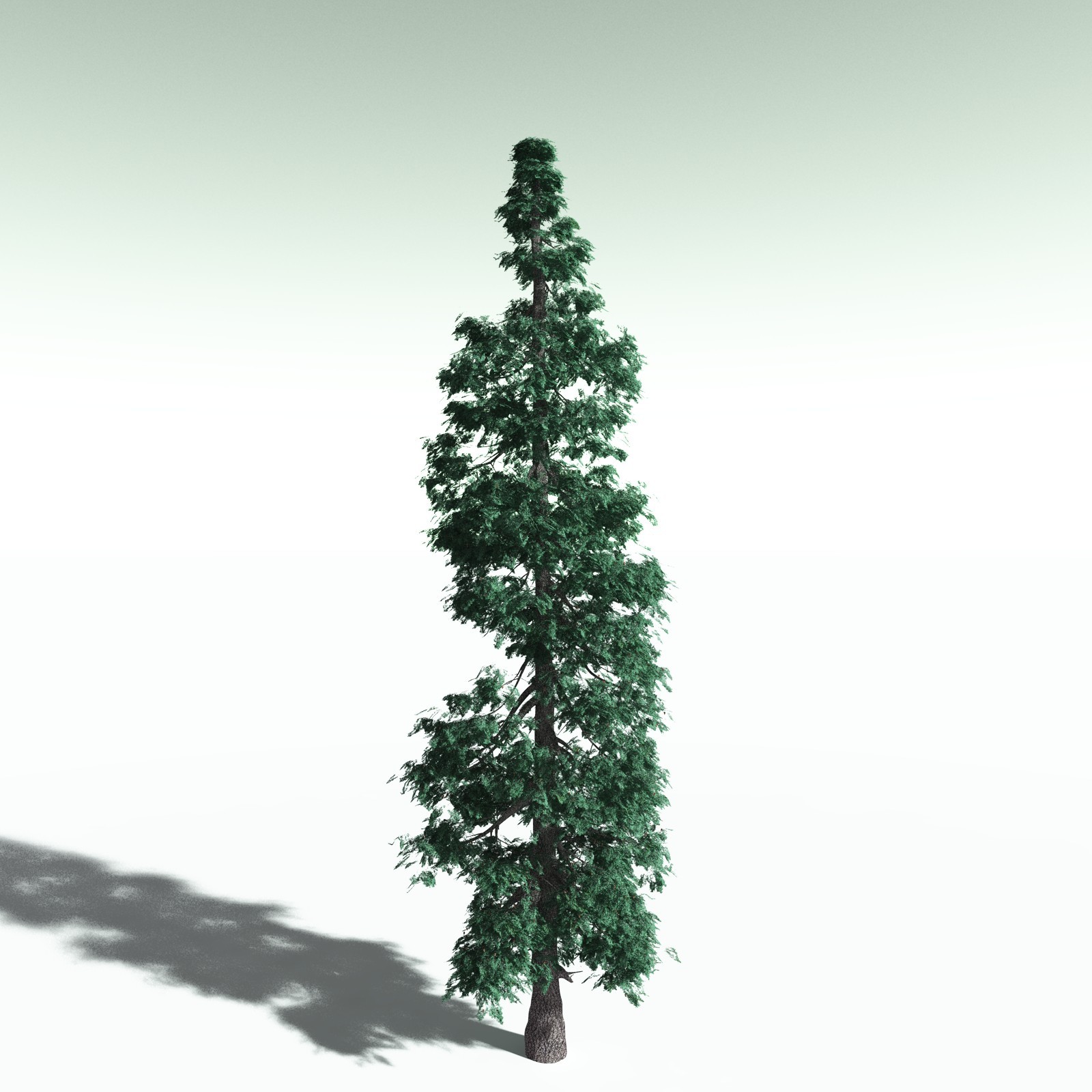 EVERYPlant White Fir for Poser by N/A