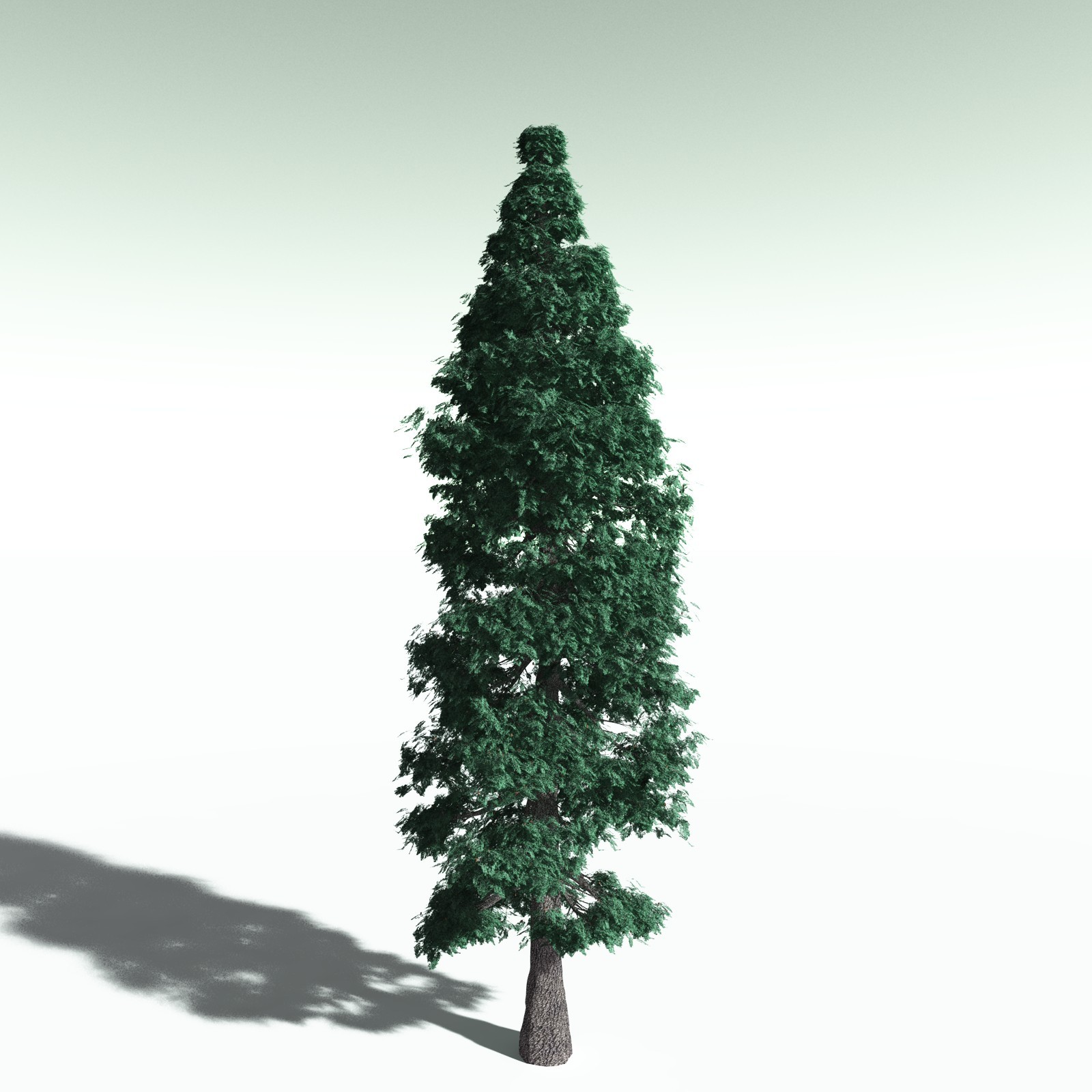 EVERYPlant White Fir for Poser by N/A