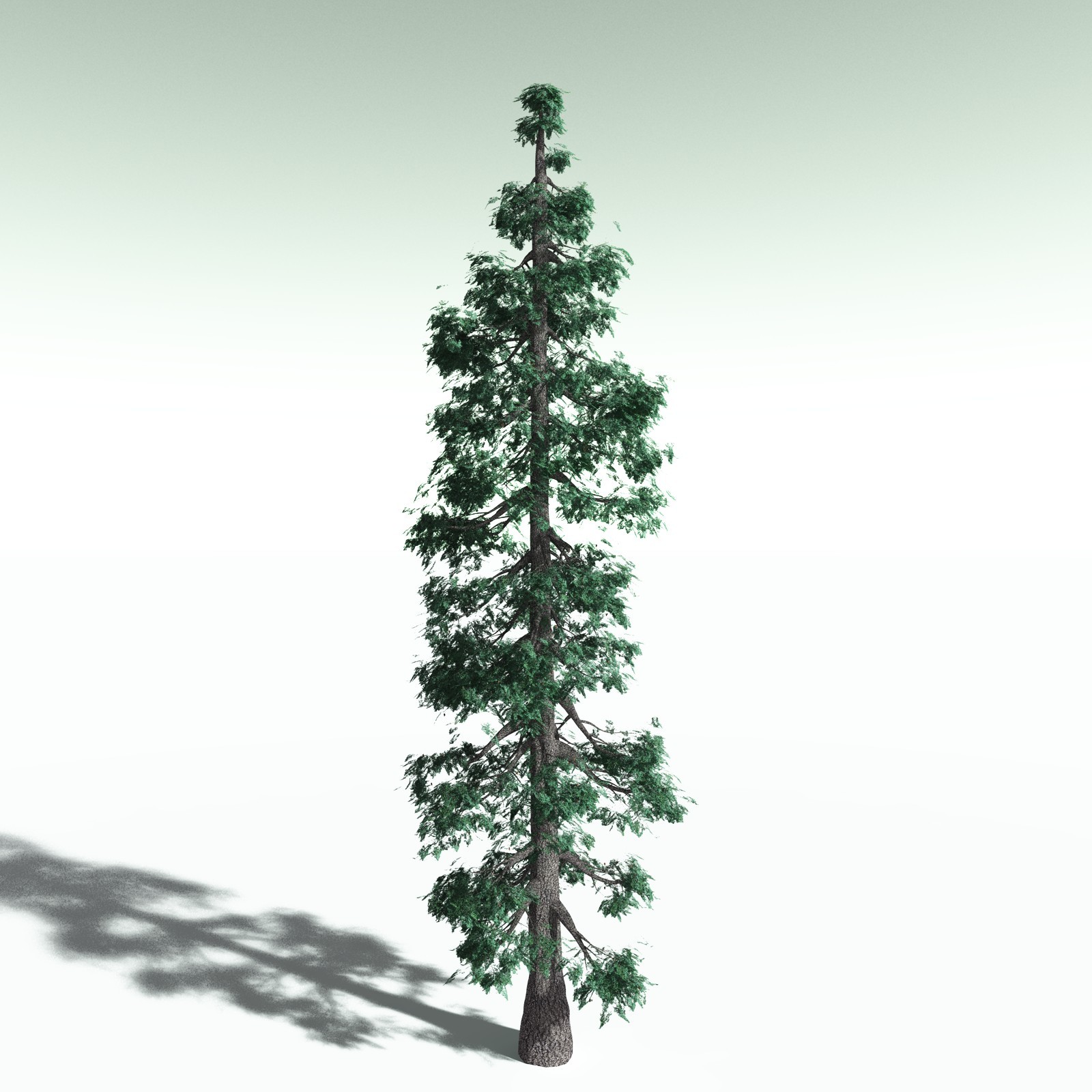 EVERYPlant White Fir for Poser by N/A