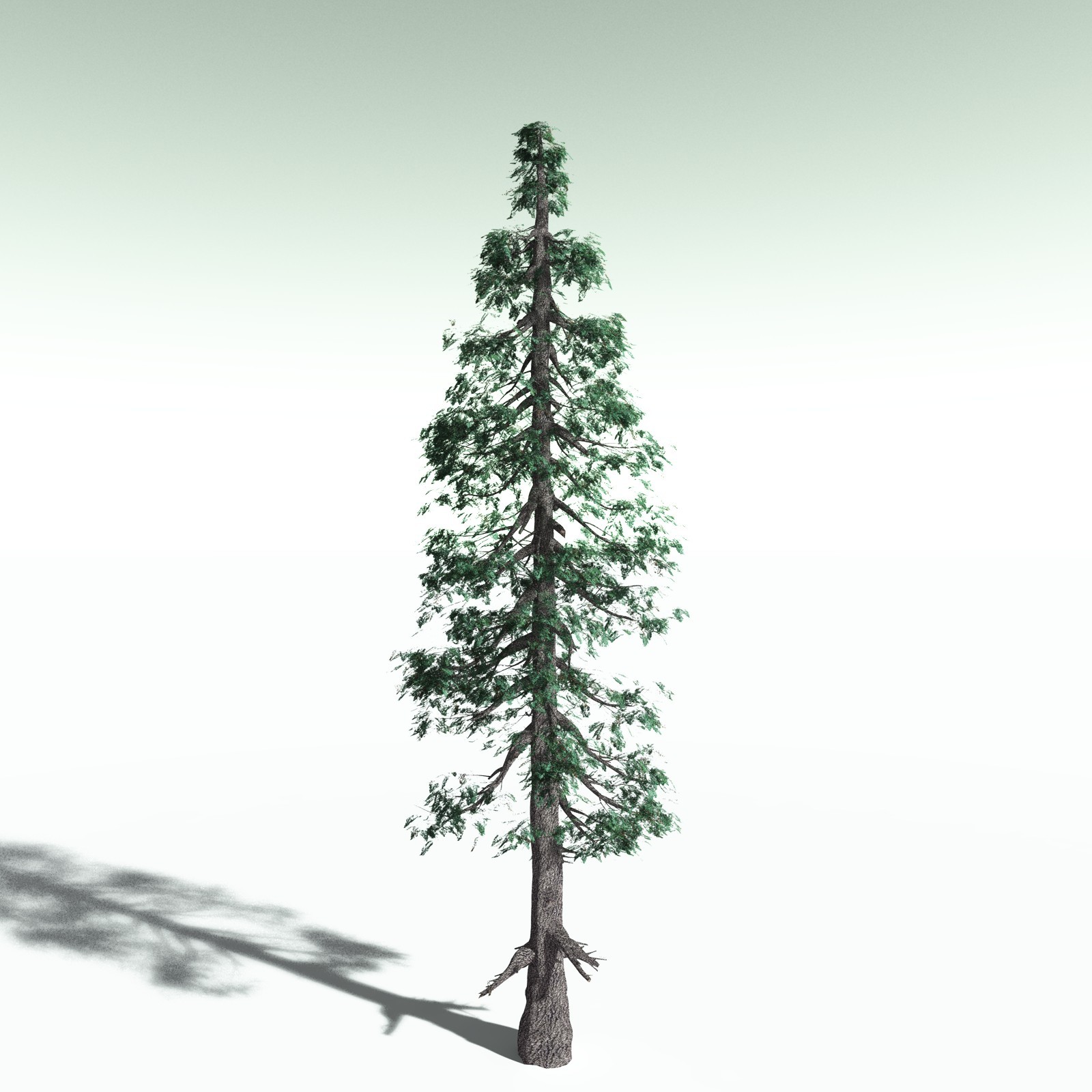 EVERYPlant White Fir for Poser by N/A