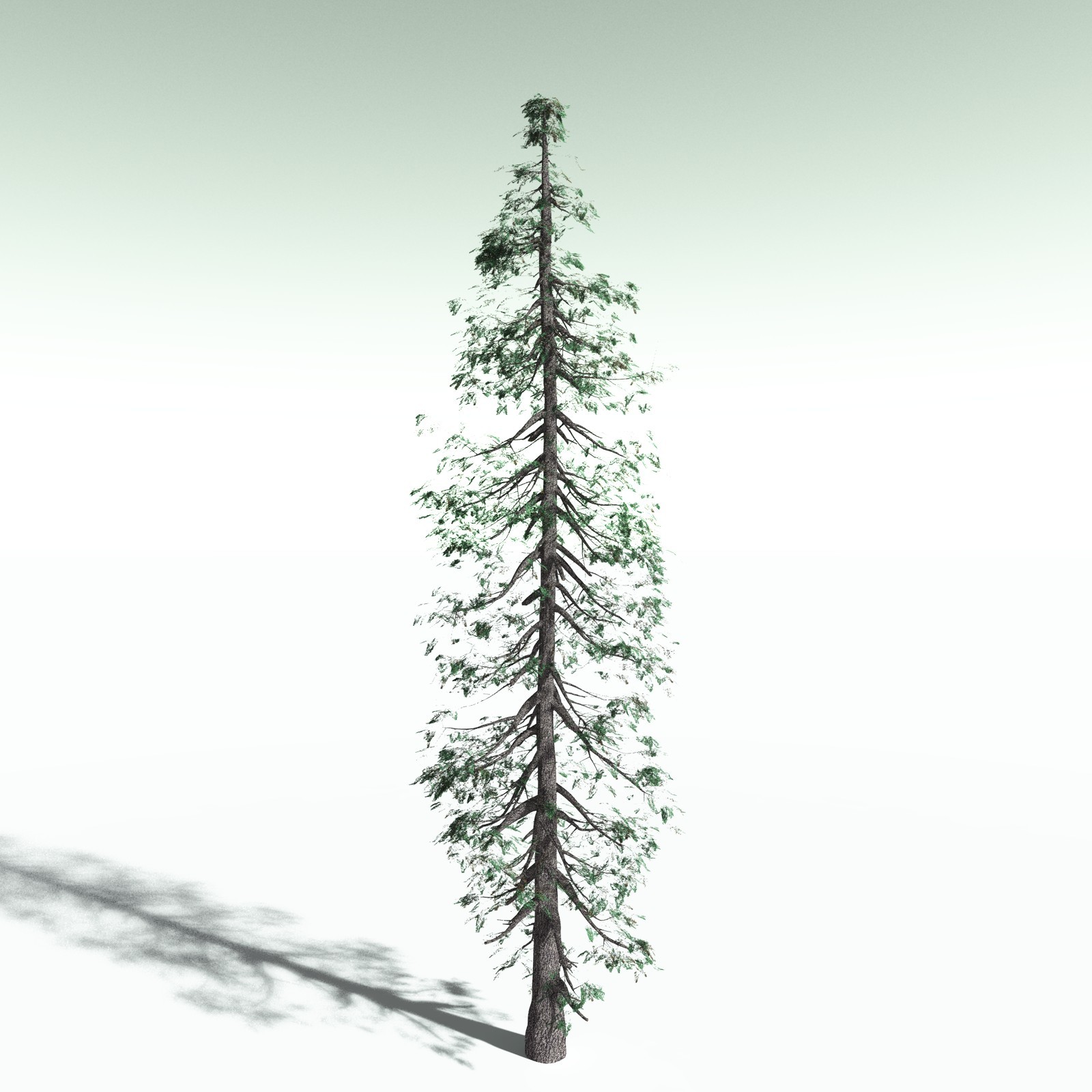 EVERYPlant White Fir for Poser by N/A