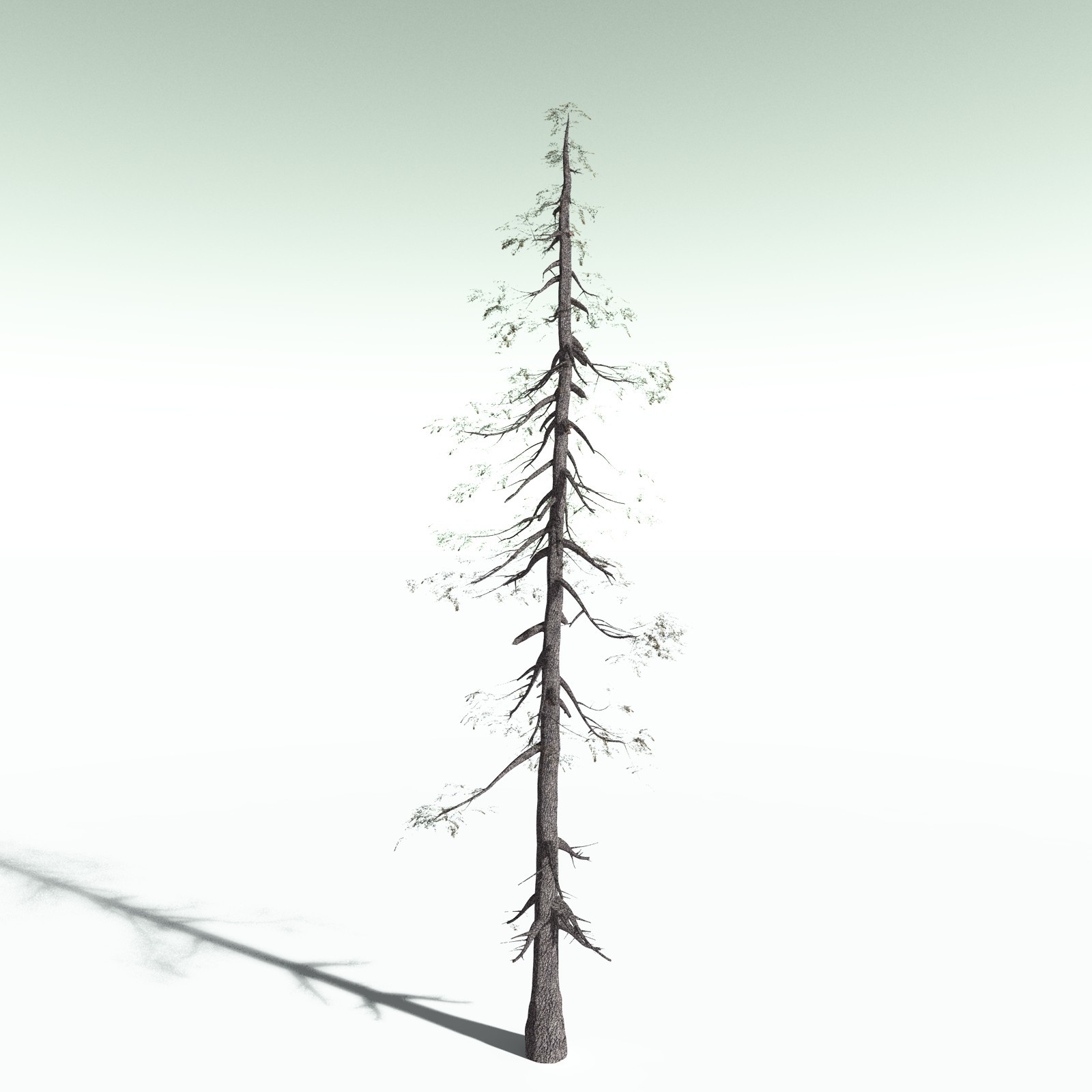 EVERYPlant White Fir for Poser by N/A