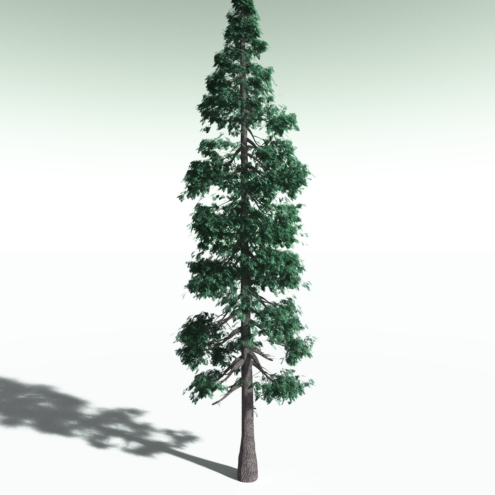 EVERYPlant White Fir for Poser by N/A