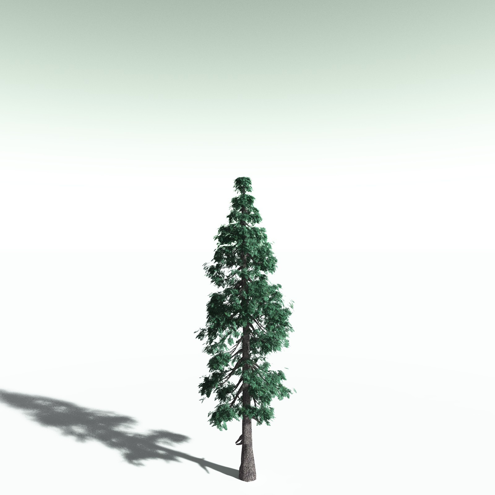 EVERYPlant White Fir for Poser by N/A
