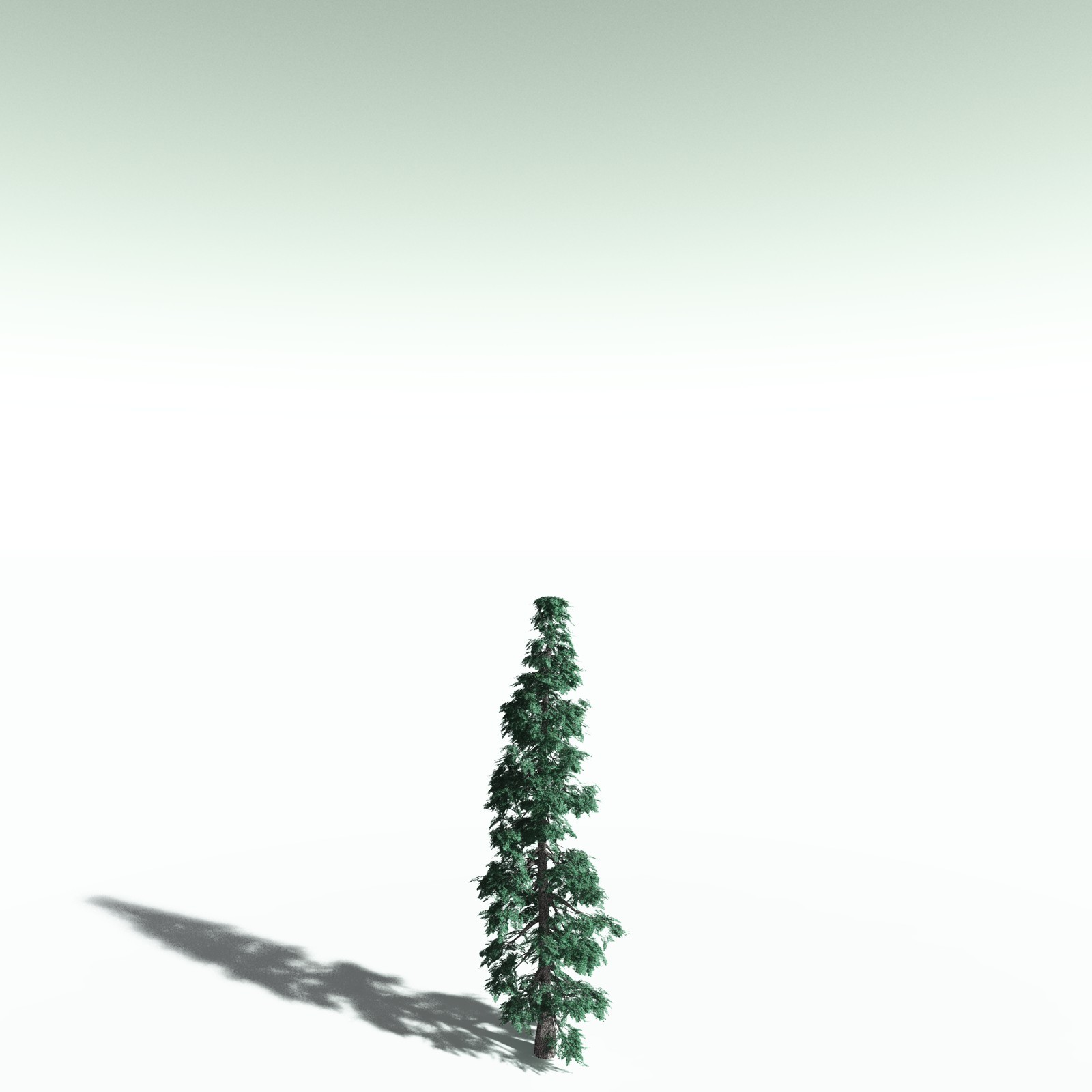 EVERYPlant White Fir for Poser by N/A
