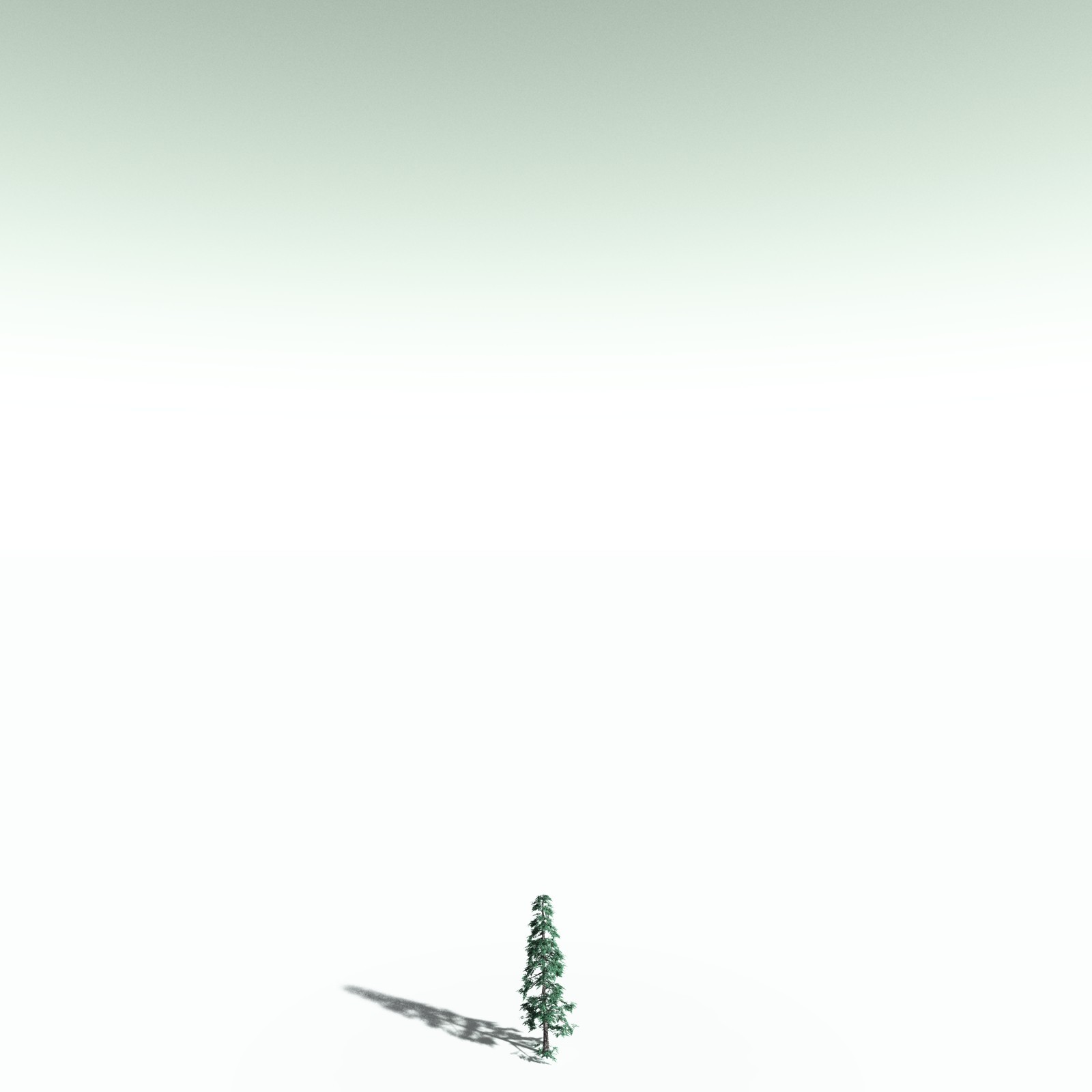 EVERYPlant White Fir for Poser by N/A