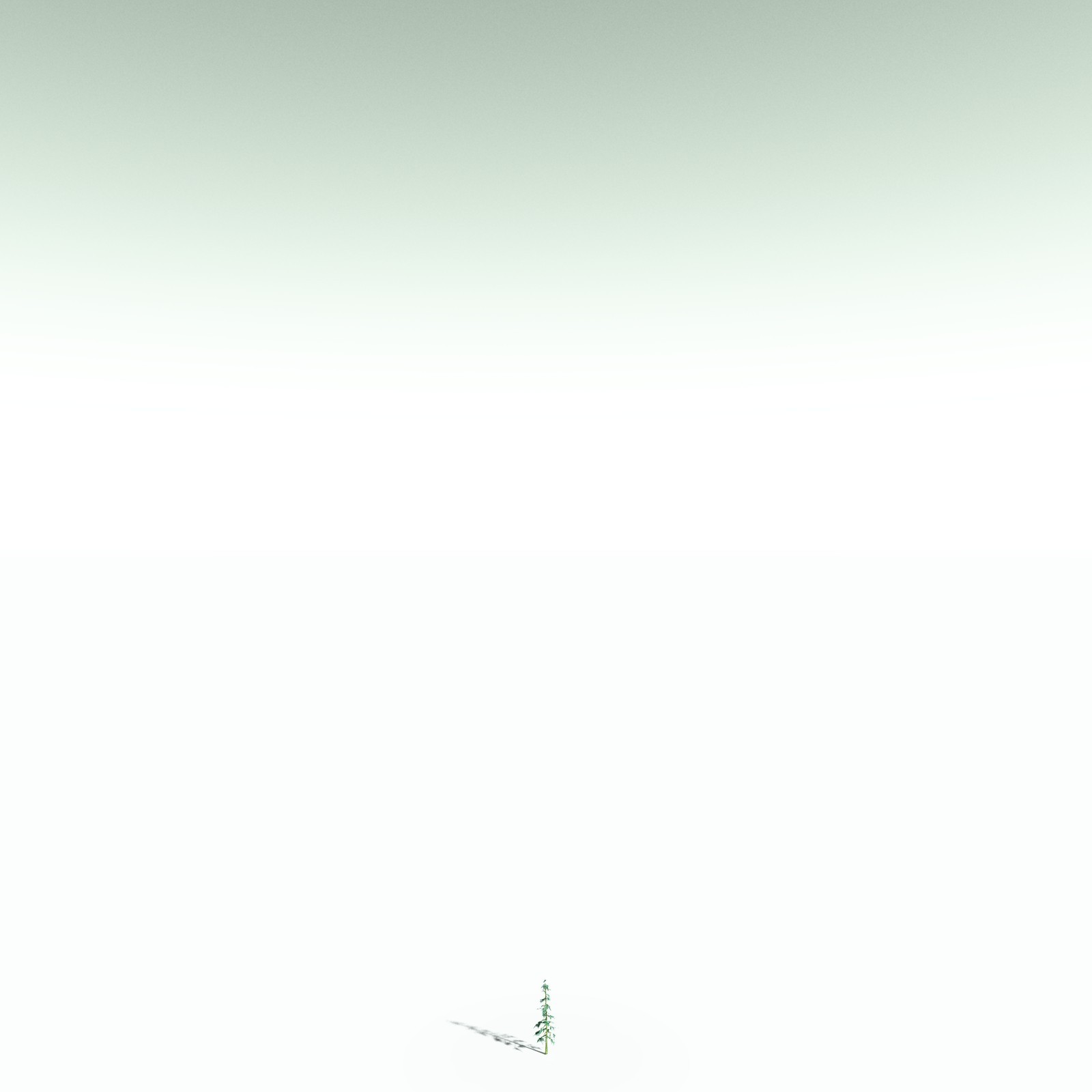 EVERYPlant White Fir for Poser by N/A