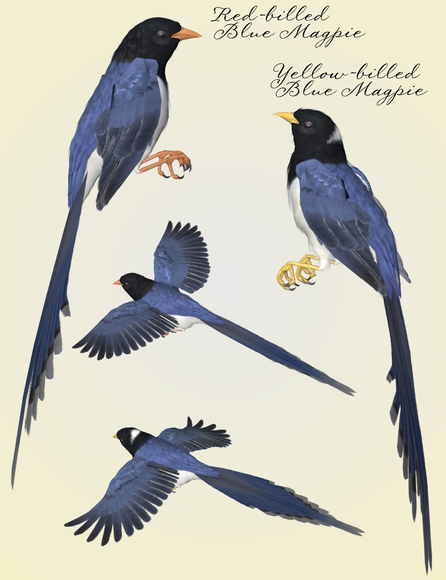 Songbird ReMix Magpies by N/A