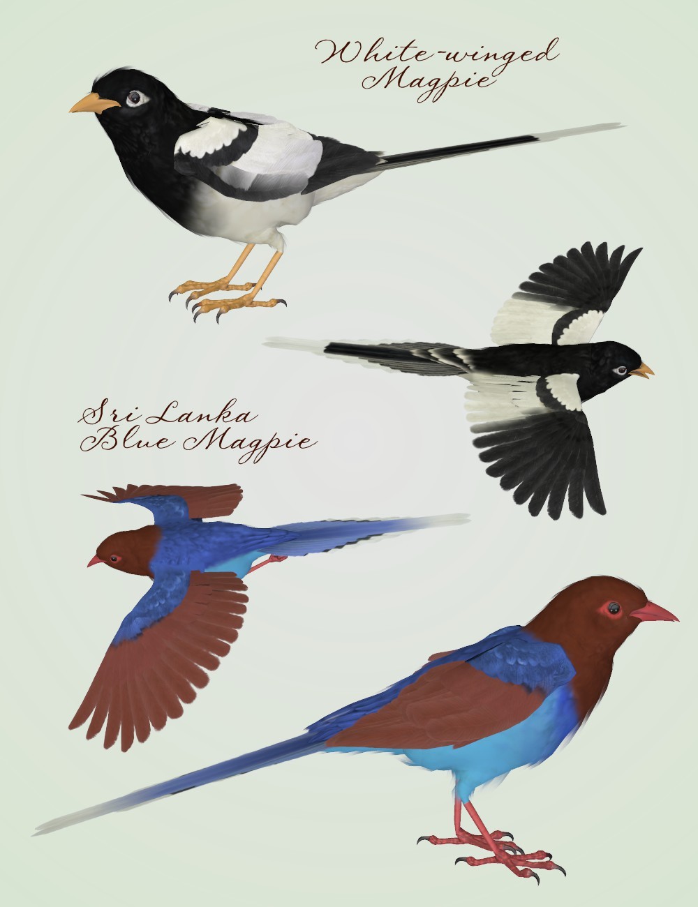 Songbird ReMix Magpies by N/A