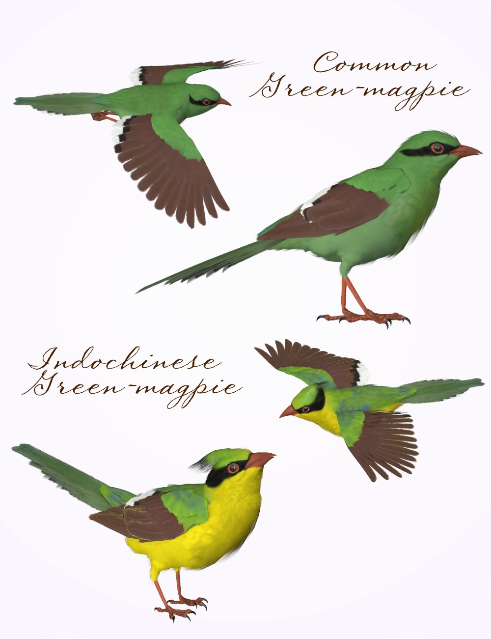 Songbird ReMix Magpies by N/A