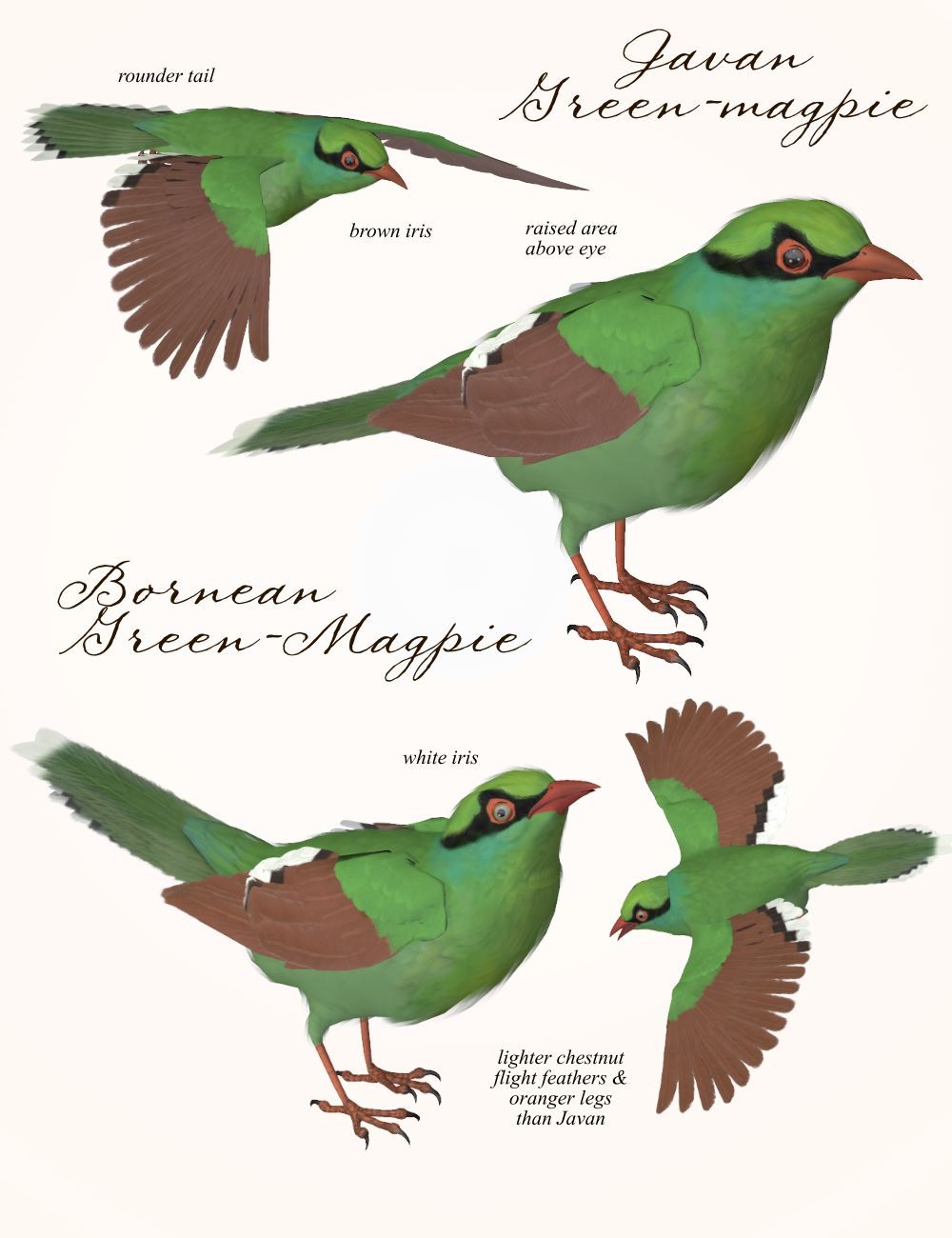 Songbird ReMix Magpies by N/A
