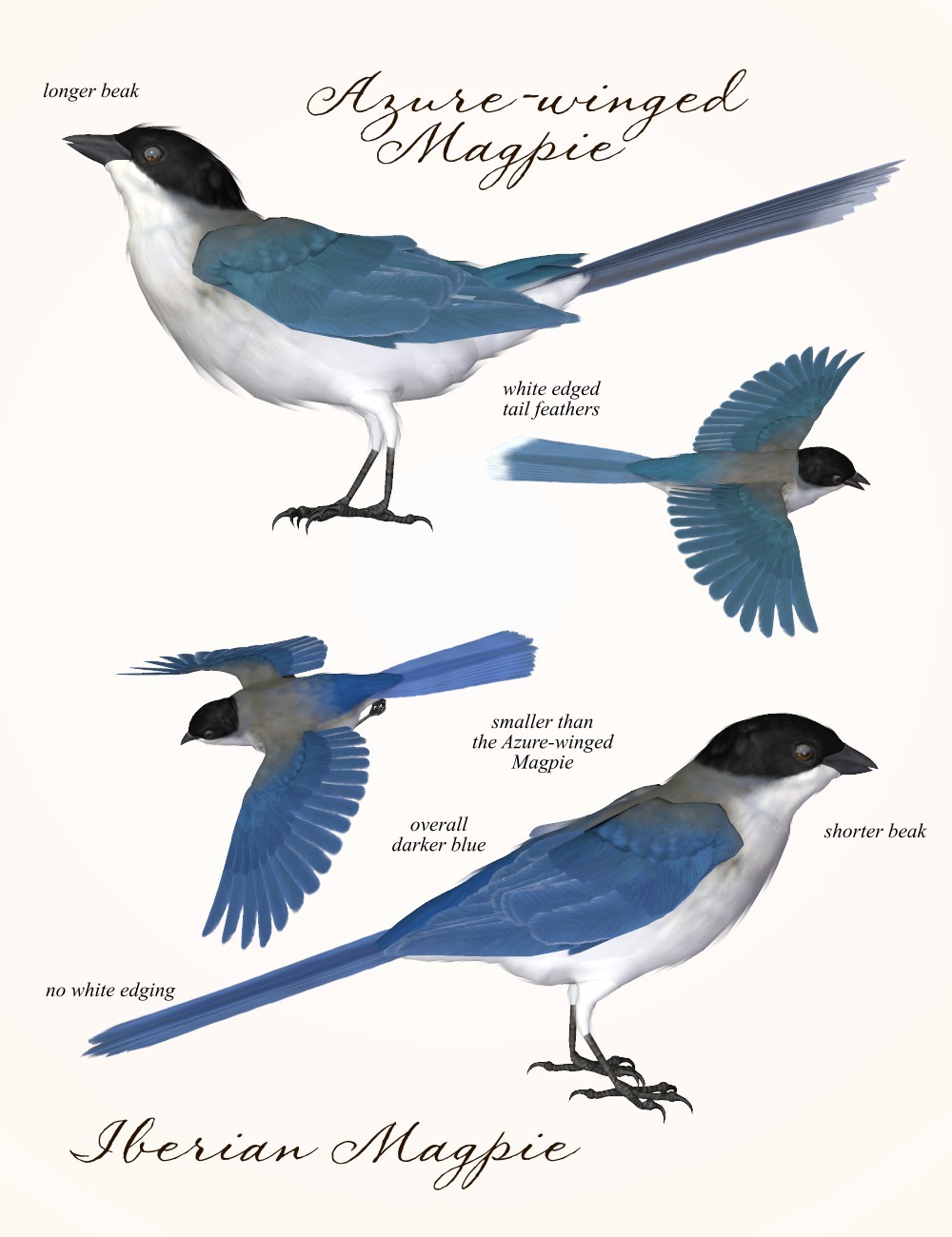 Songbird ReMix Magpies by N/A