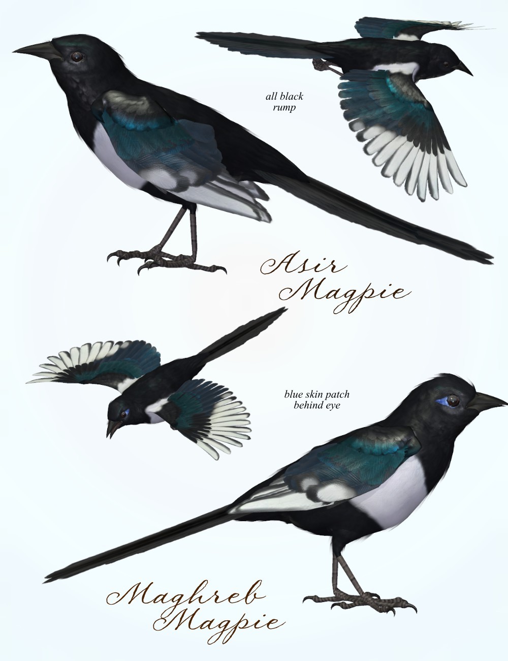 Songbird ReMix Magpies by N/A