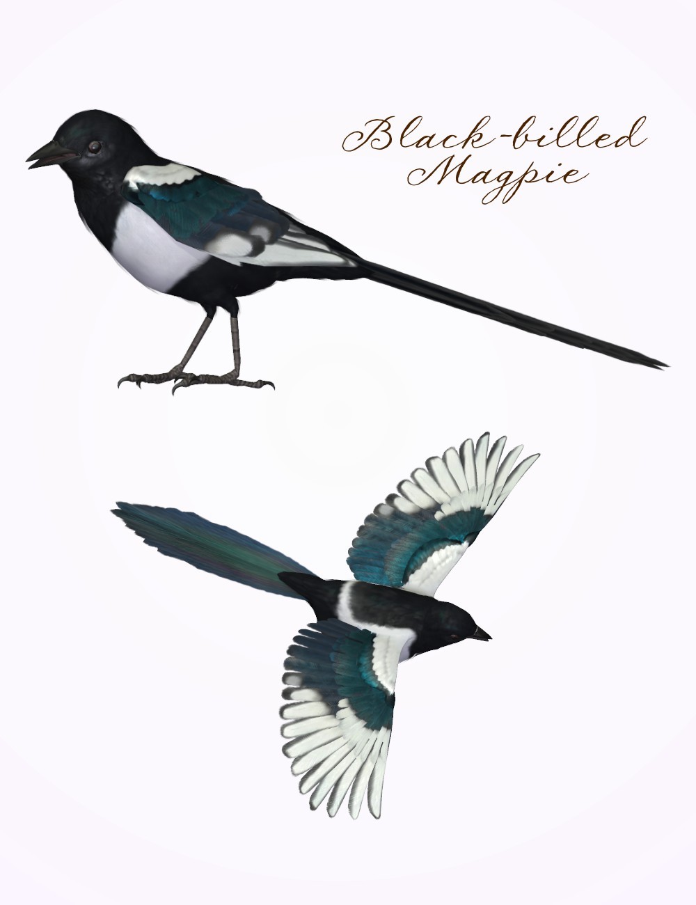 Songbird ReMix Magpies by N/A