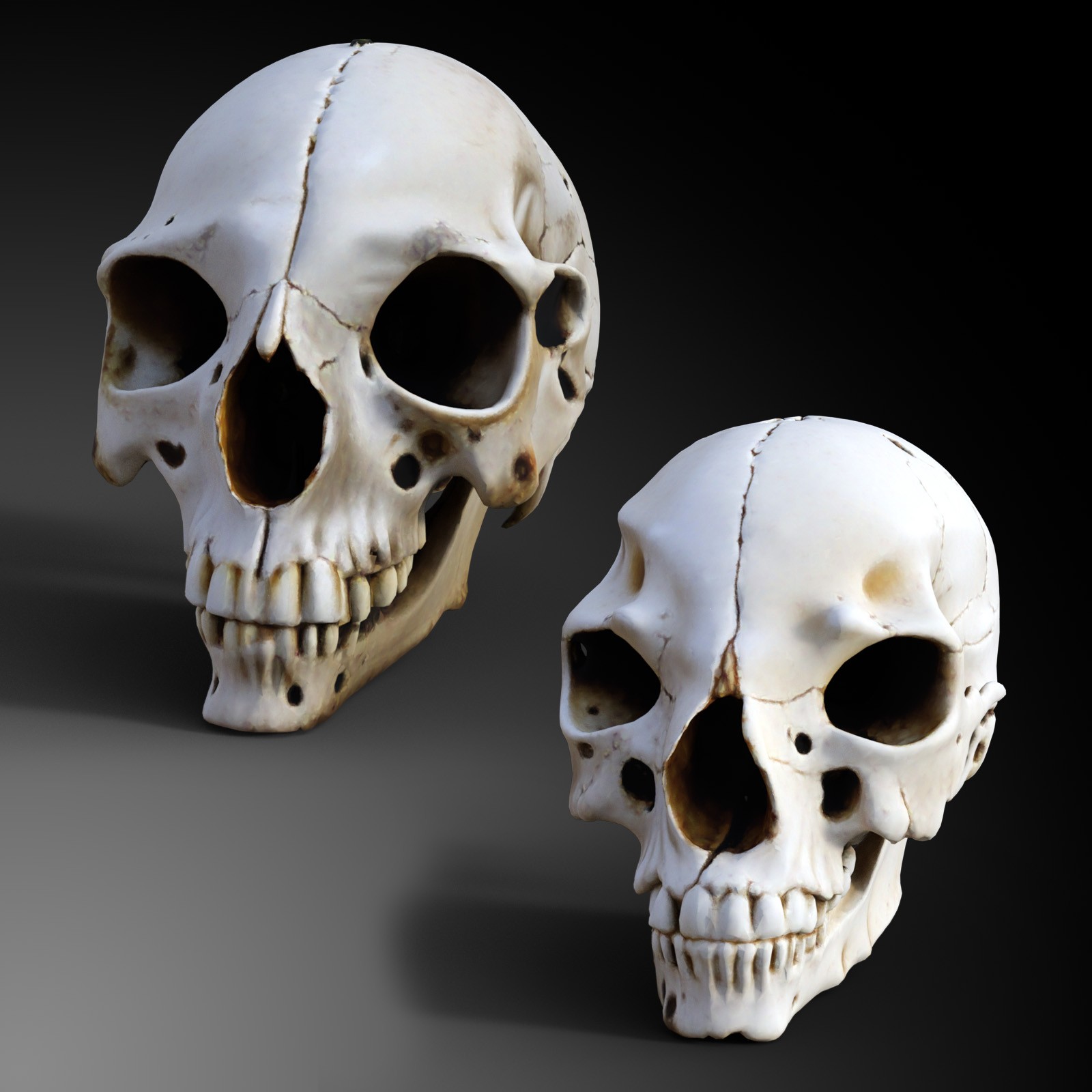 Odd Creatures Skulls by N/A
