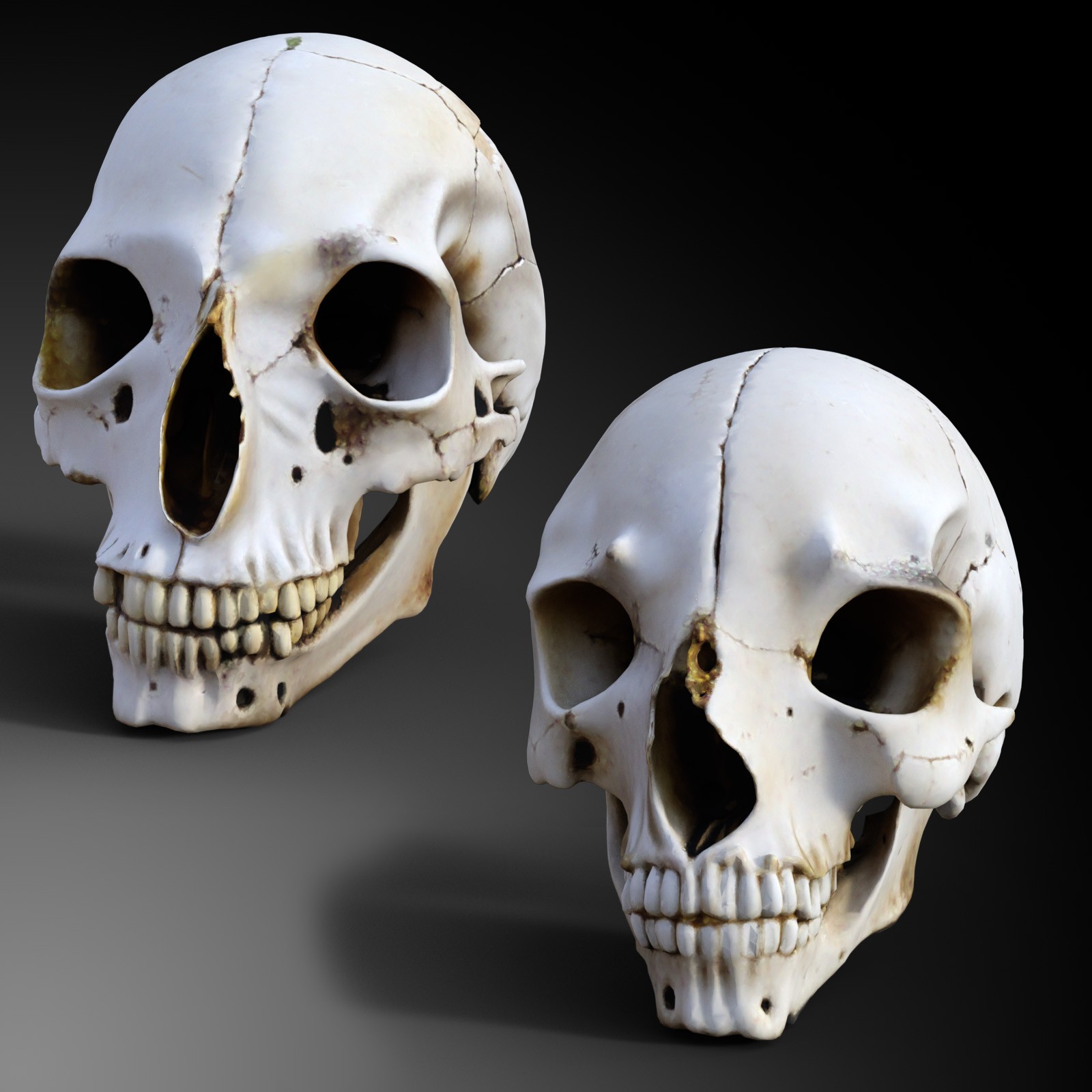 Odd Creatures Skulls by N/A