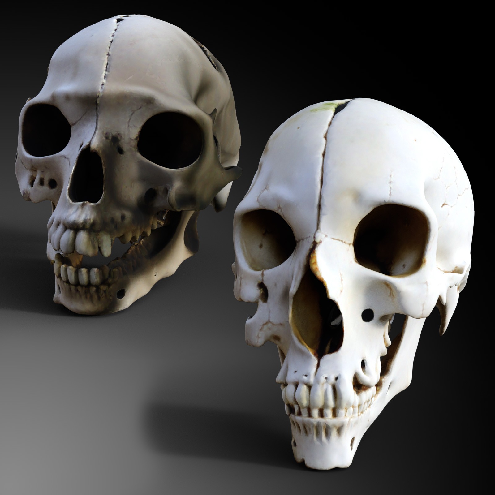 Odd Creatures Skulls by N/A