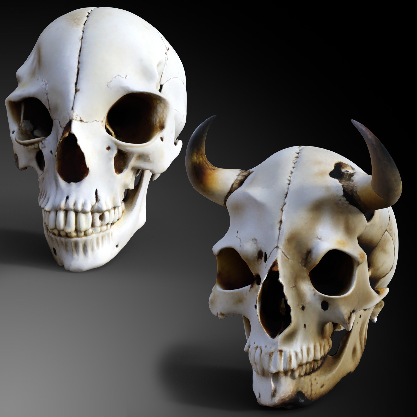 Odd Creatures Skulls by N/A