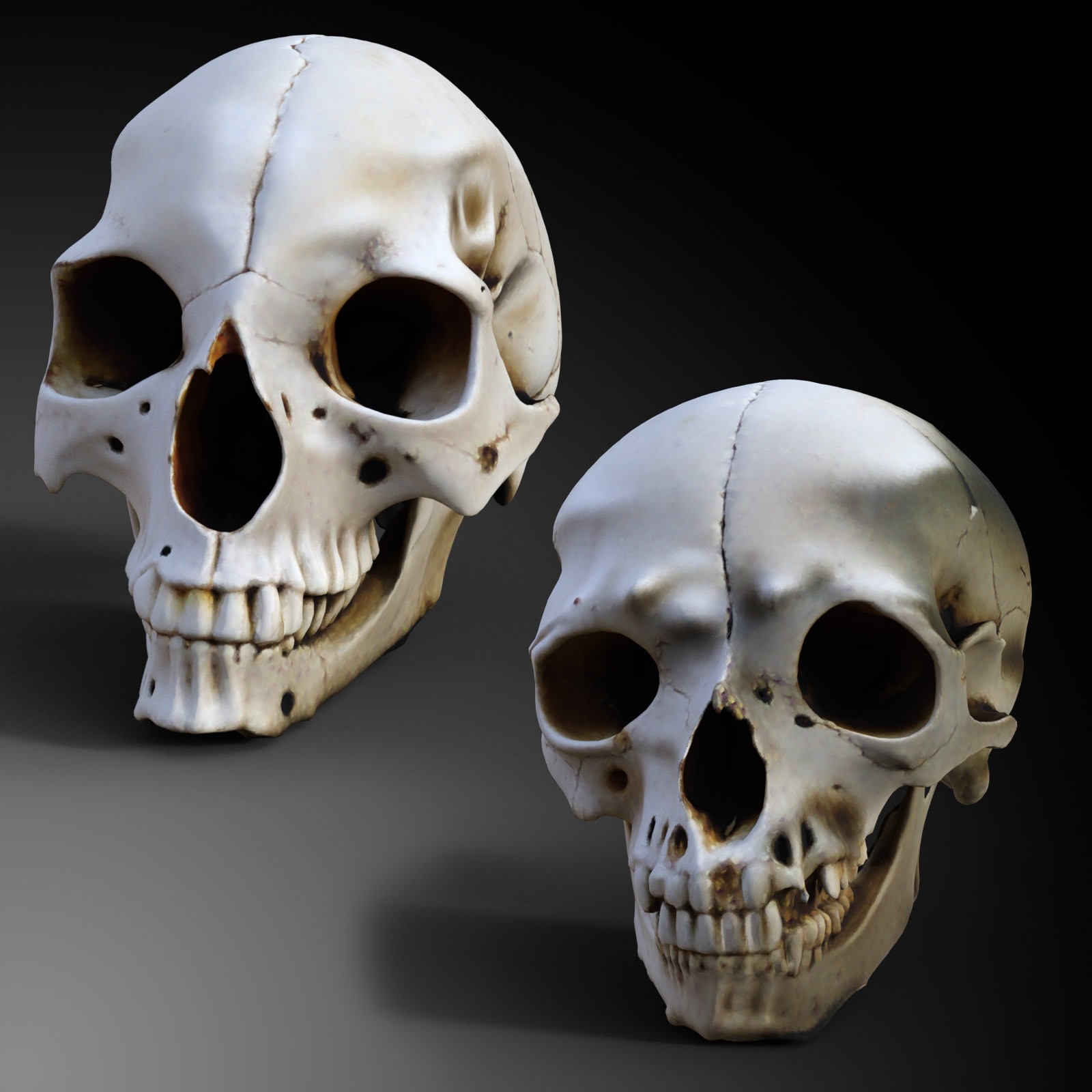 Odd Creatures Skulls by N/A