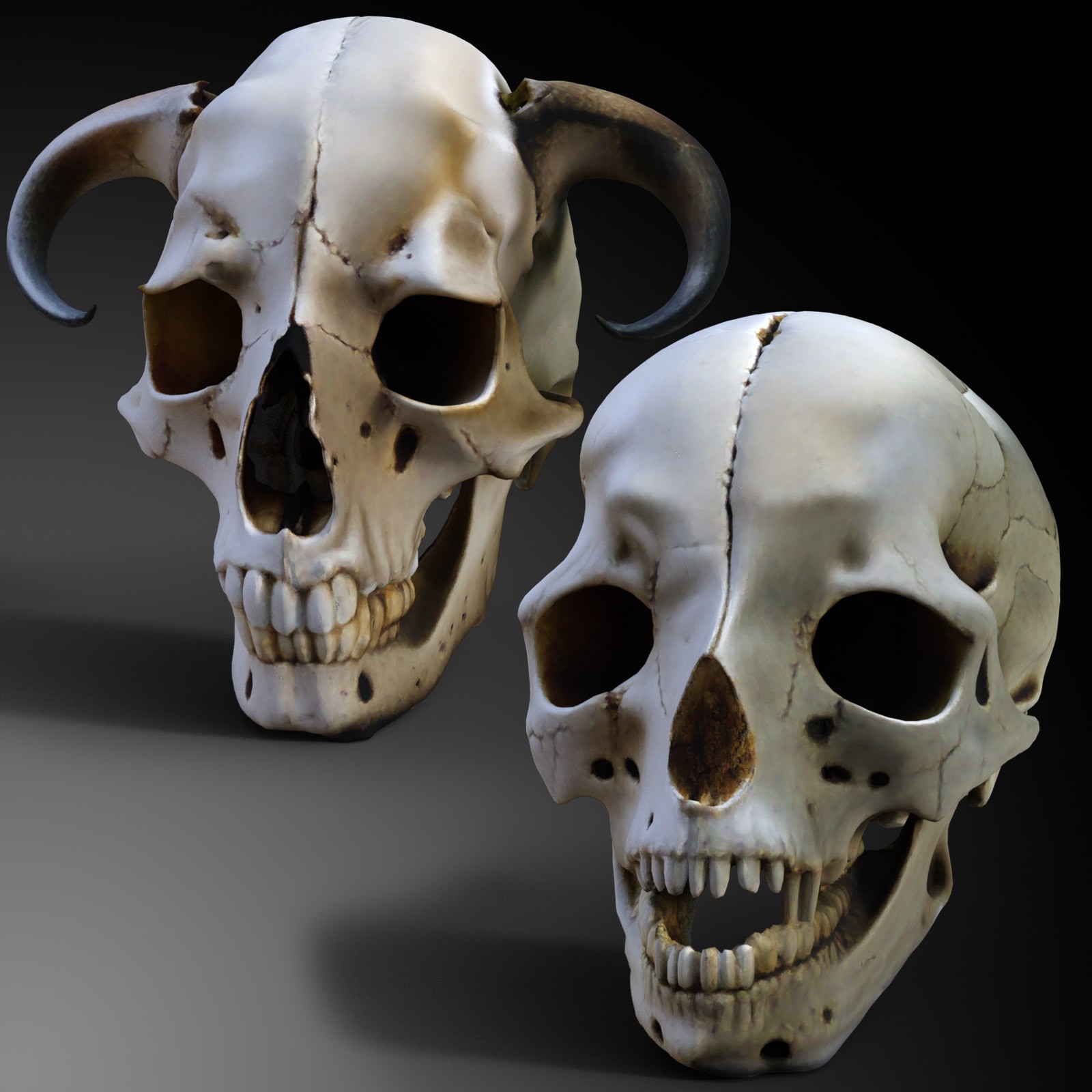 Odd Creatures Skulls by N/A