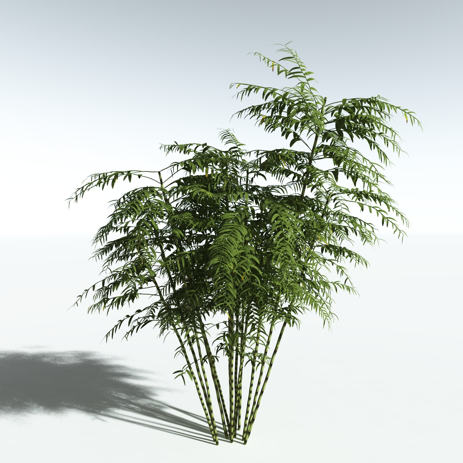 EVERYPlant Bengal Bamboo for Vue by N/A