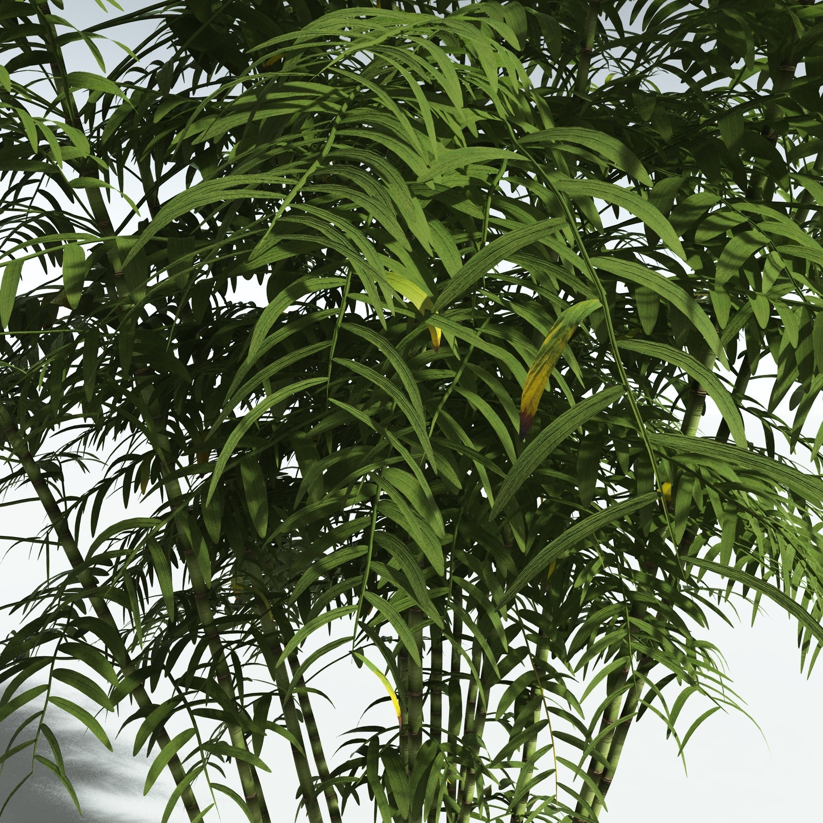 EVERYPlant Bengal Bamboo for Vue by N/A